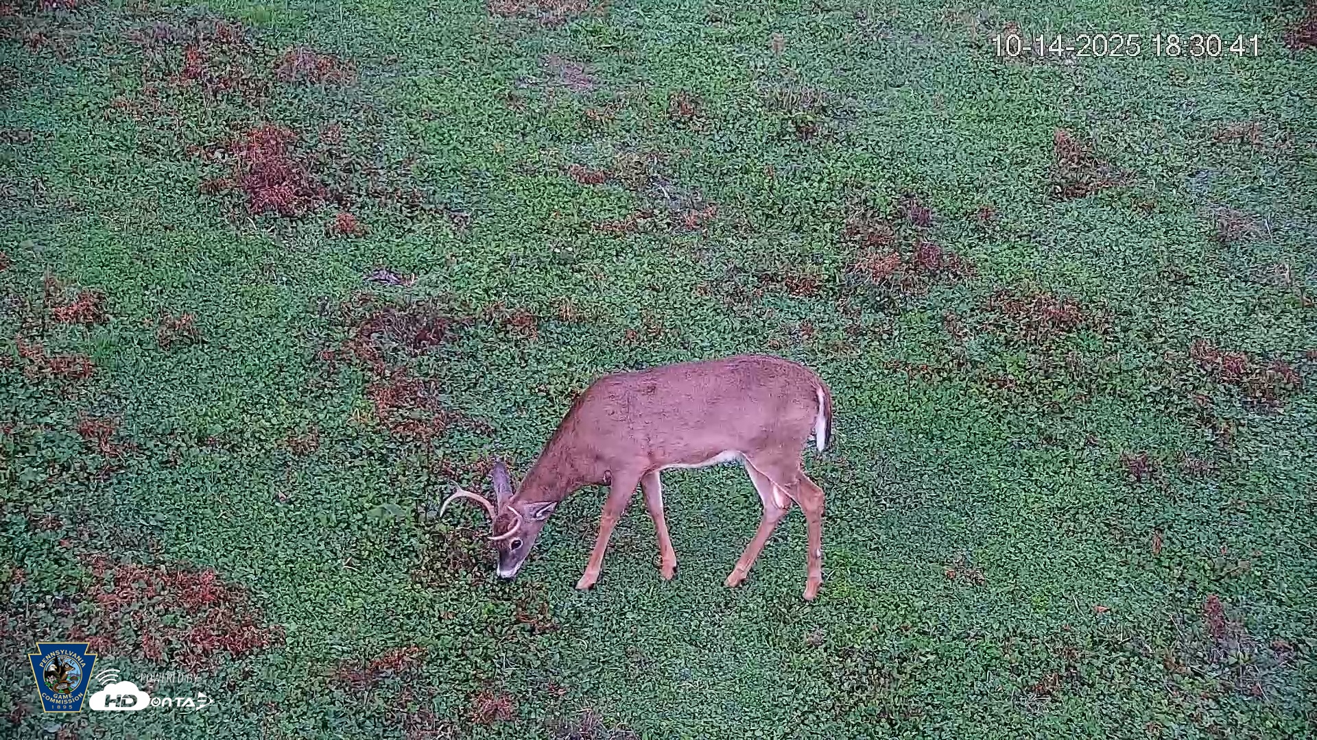 Snapshot of Pennsylvania Elk Live Webcam taken Oct 14, 2025, 6:31pm EDT