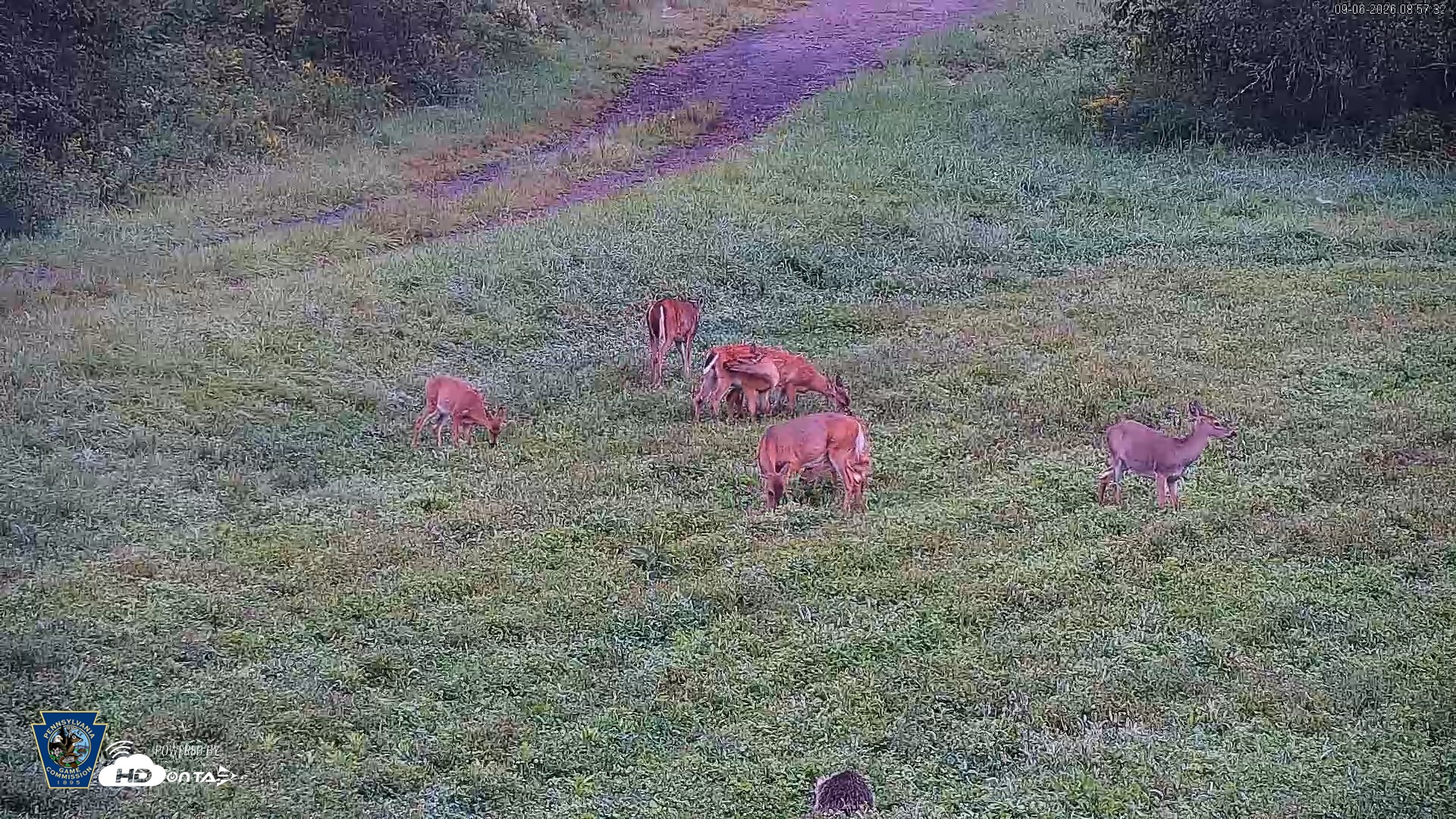 Snapshot of Pennsylvania Elk Live Webcam taken Sep 6, 2026, 8:58am EDT
