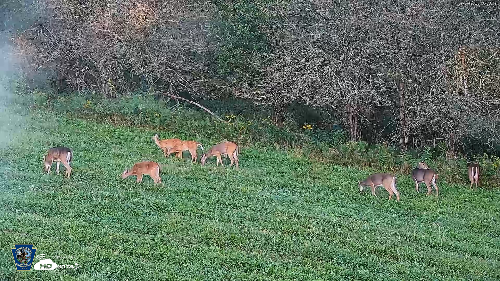 Snapshot of Pennsylvania Elk Live Webcam taken Sep 7, 2026, 6:54pm EDT