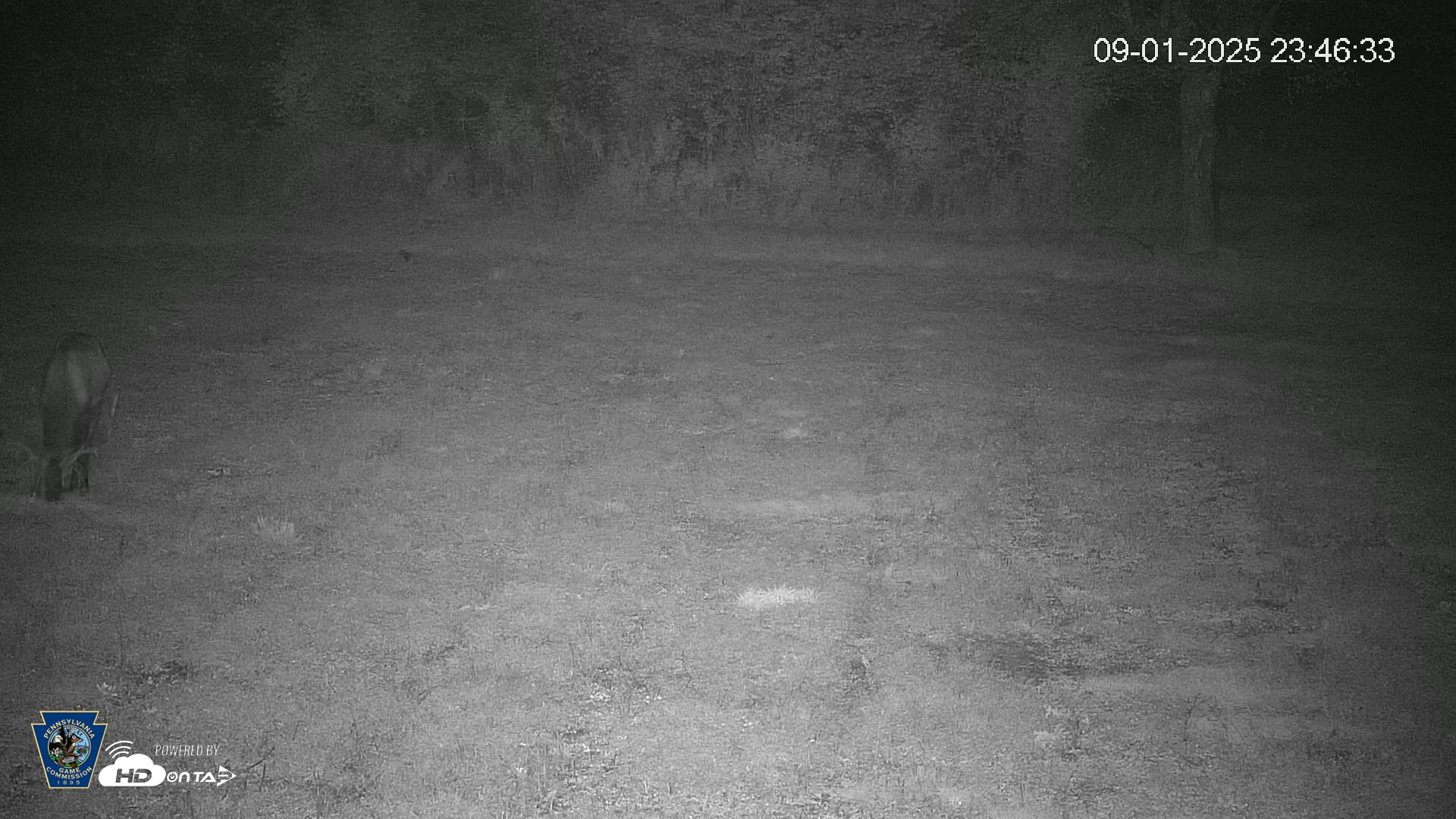 Snapshot of Pennsylvania Elk Live Webcam taken Sep 1, 2025, 11:47pm EDT