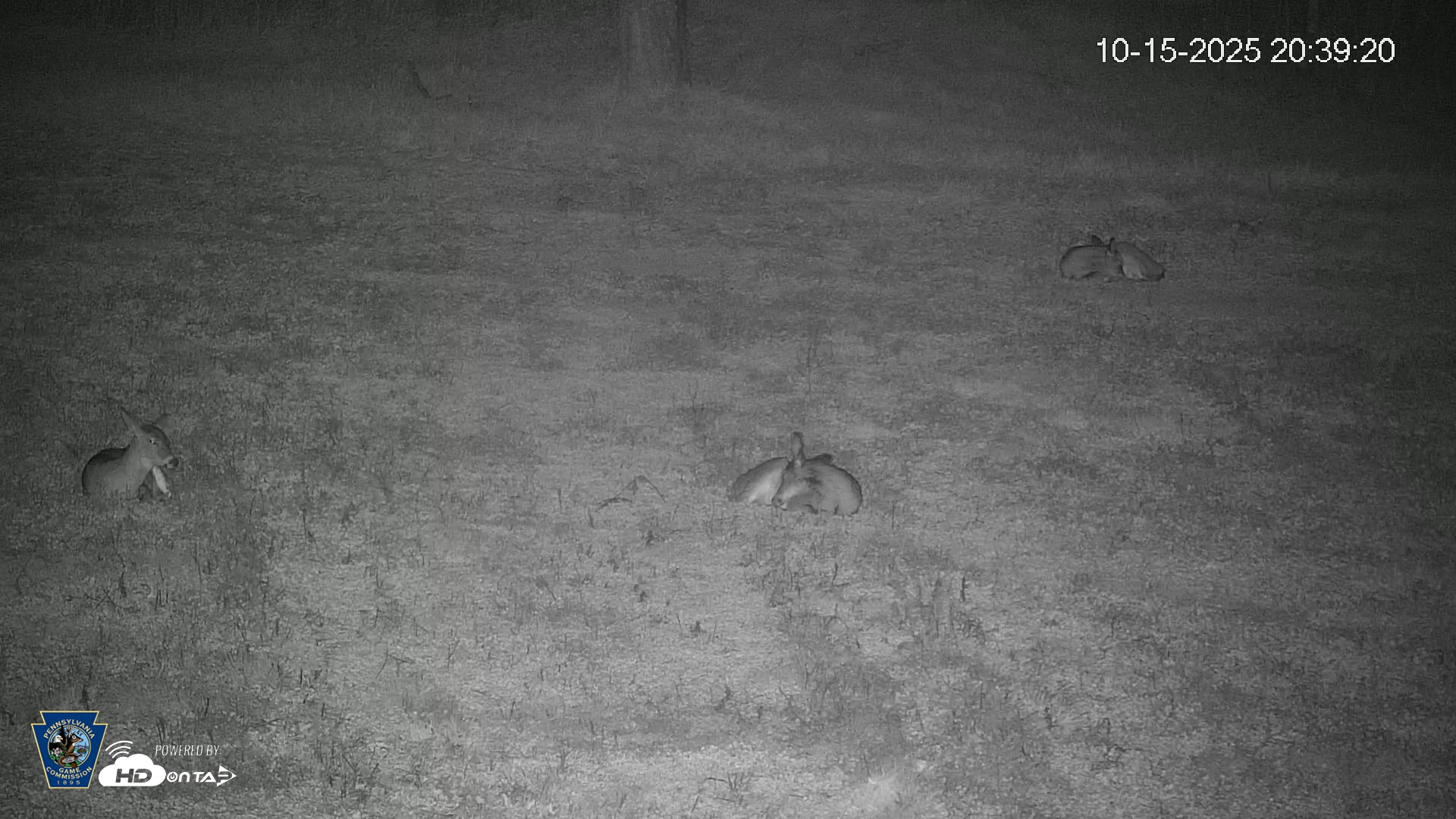 Snapshot of Pennsylvania Elk Live Webcam taken Oct 15, 2025, 8:40pm EDT