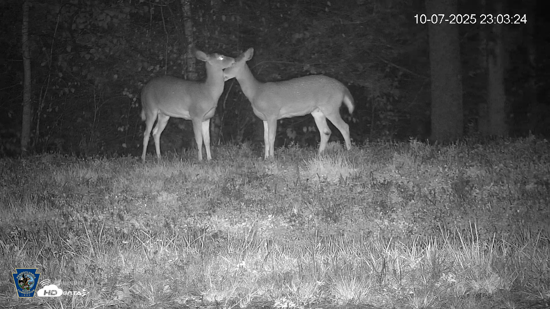 Snapshot of Pennsylvania Elk Live Webcam taken Oct 7, 2025, 11:04pm EDT