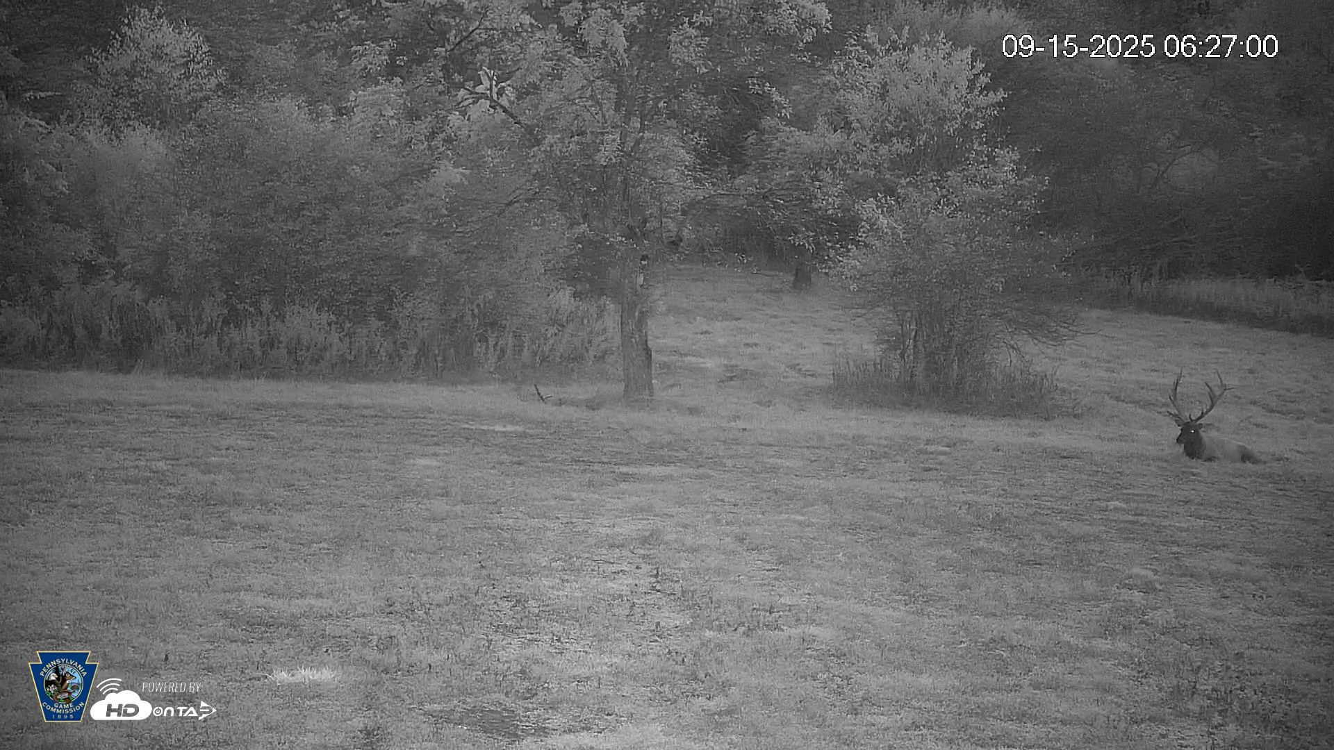 Snapshot of Pennsylvania Elk Live Webcam taken Sep 15, 2025, 6:27am EDT