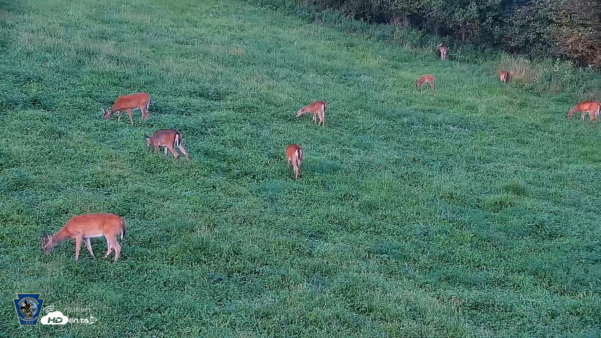 Snapshot of Pennsylvania Elk Live Webcam taken Aug 21, 2026, 7:29pm EDT