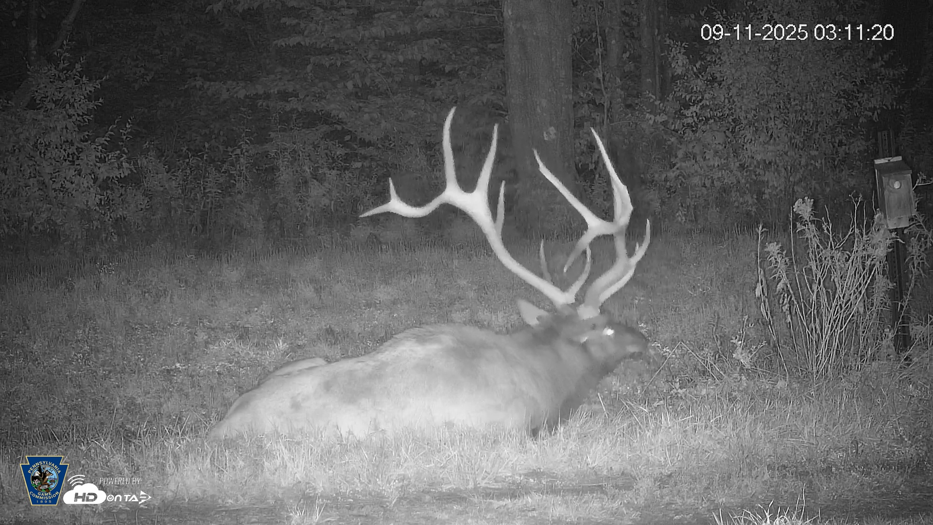 Snapshot of Pennsylvania Elk Live Webcam taken Sep 11, 2025, 3:11am EDT