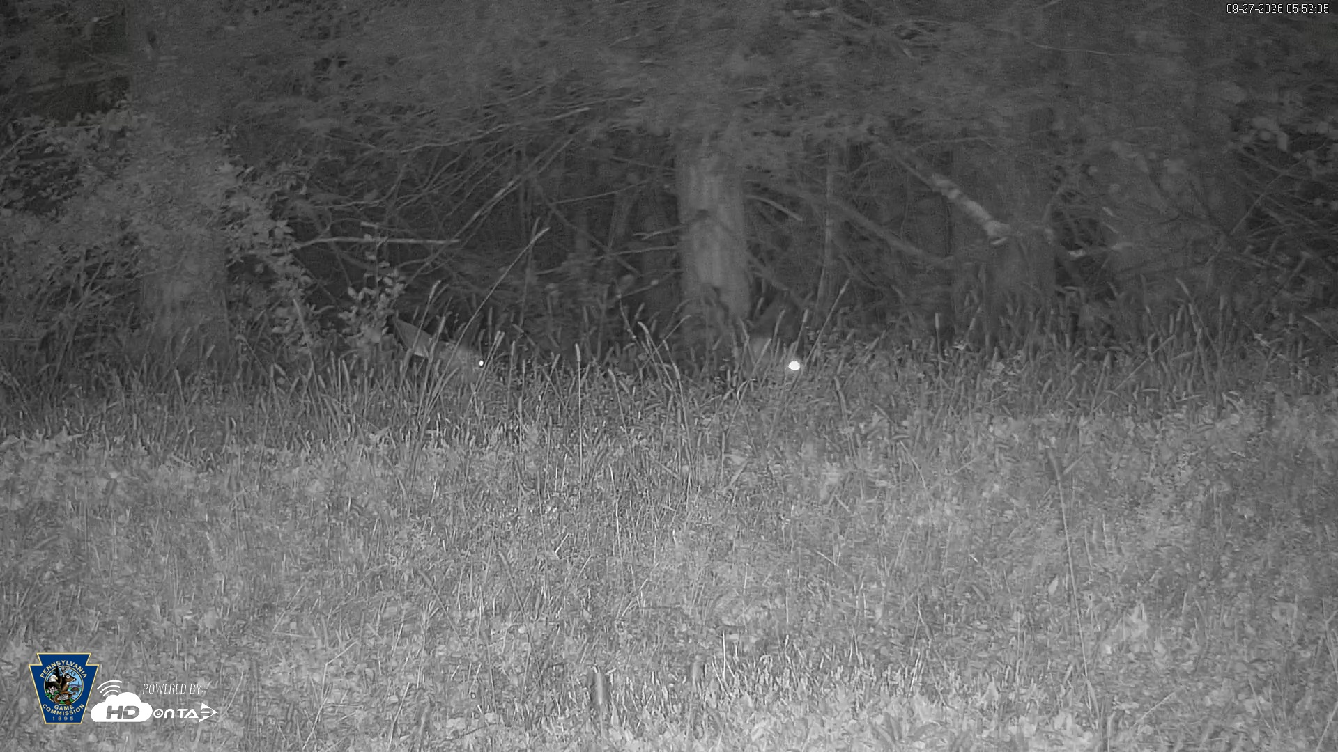 Snapshot of Pennsylvania Elk Live Webcam taken Sep 27, 2026, 5:53am EDT