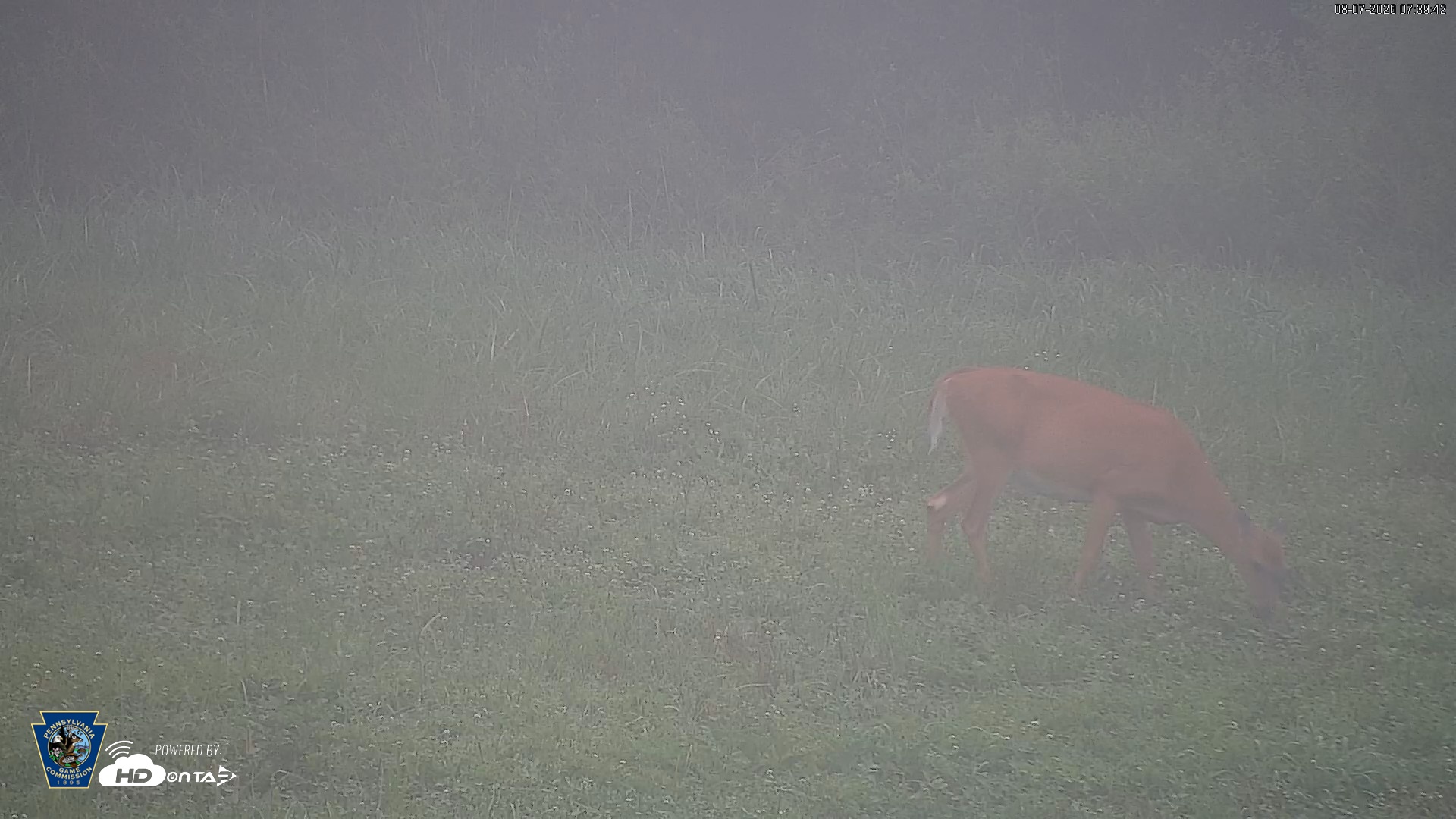 Snapshot of Pennsylvania Elk Live Webcam taken Aug 7, 2026, 7:40am EDT