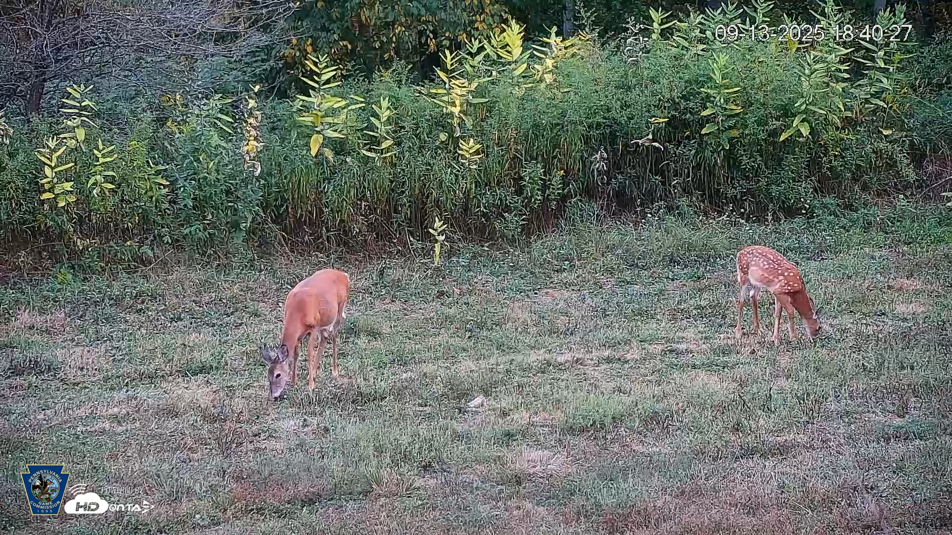 Snapshot of Pennsylvania Elk Live Webcam taken Sep 13, 2025, 6:41pm EDT