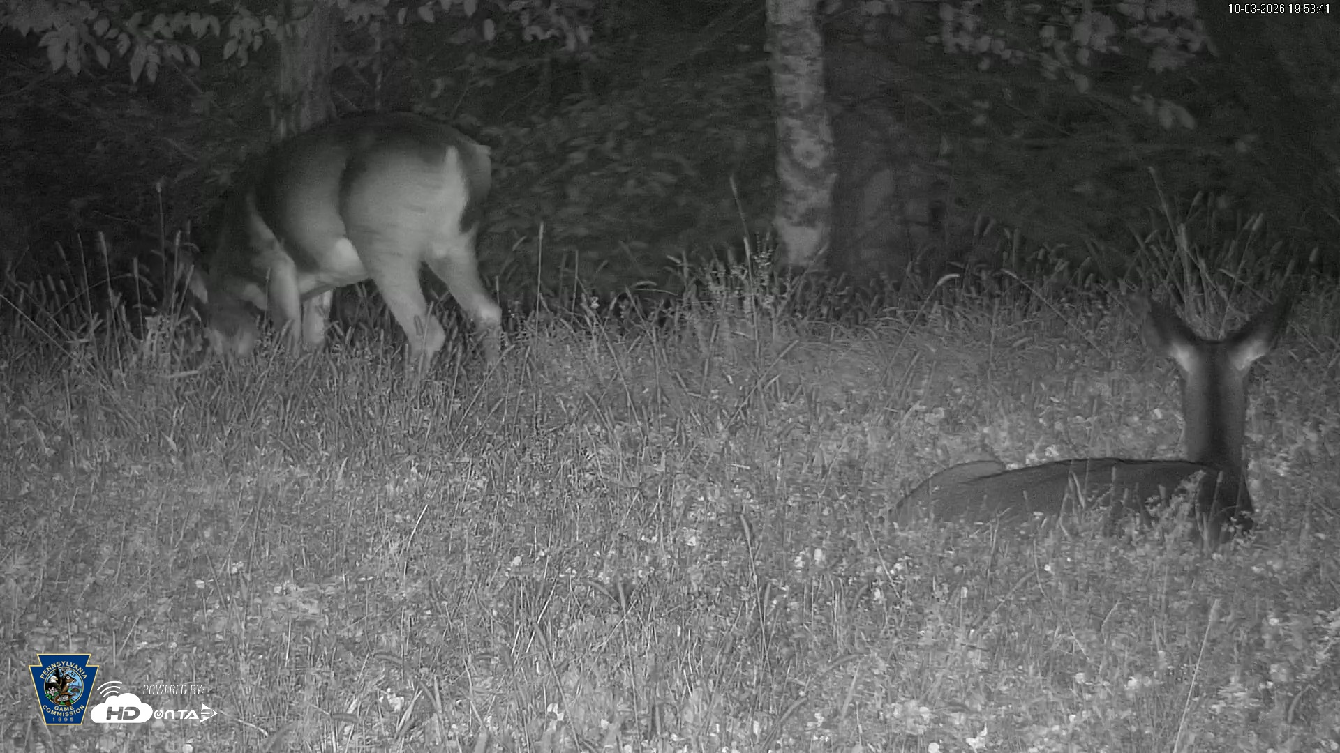 Snapshot of Pennsylvania Elk Live Webcam taken Oct 3, 2026, 7:54pm EDT