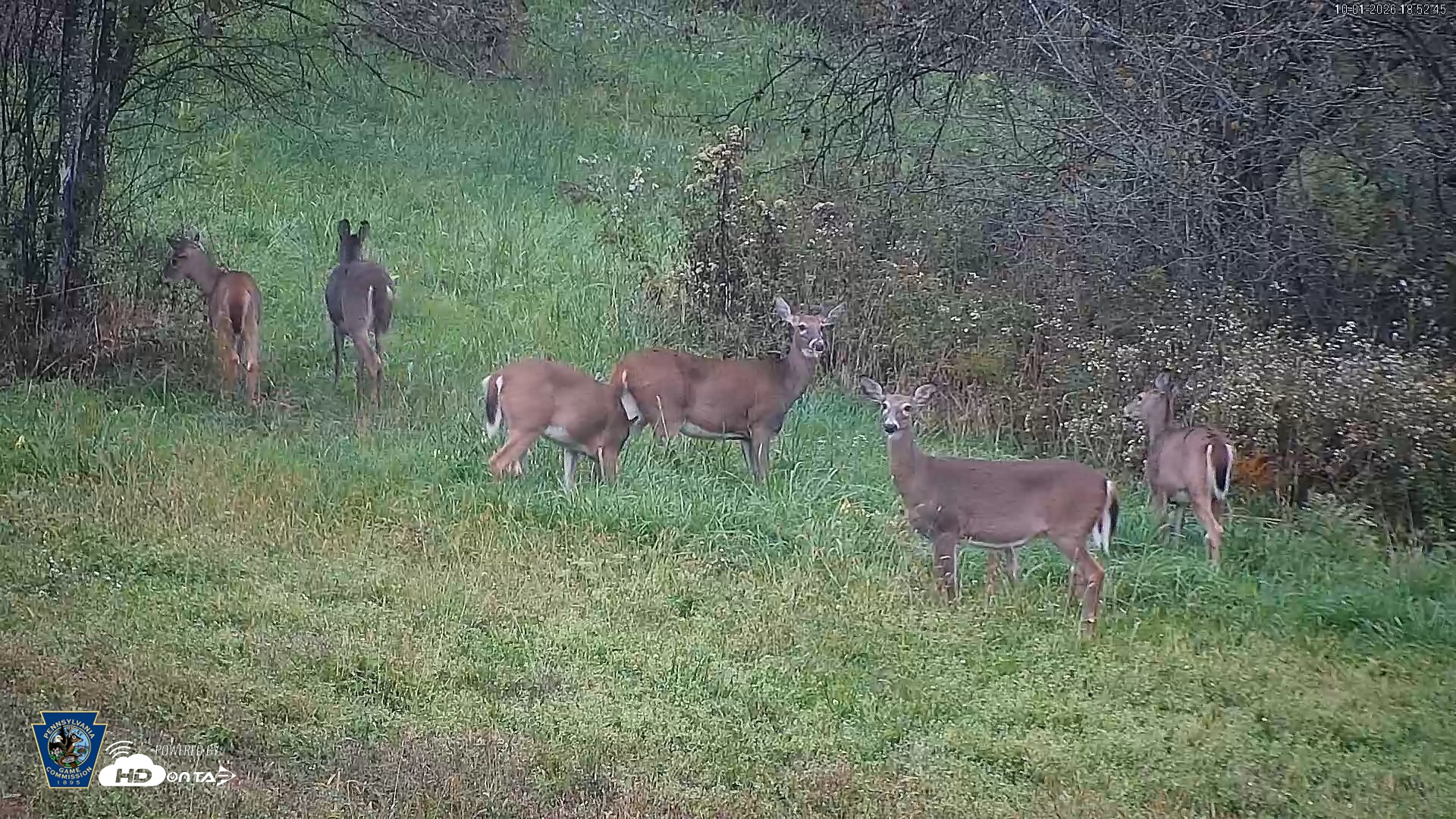 Snapshot of Pennsylvania Elk Live Webcam taken Oct 1, 2026, 6:53pm EDT