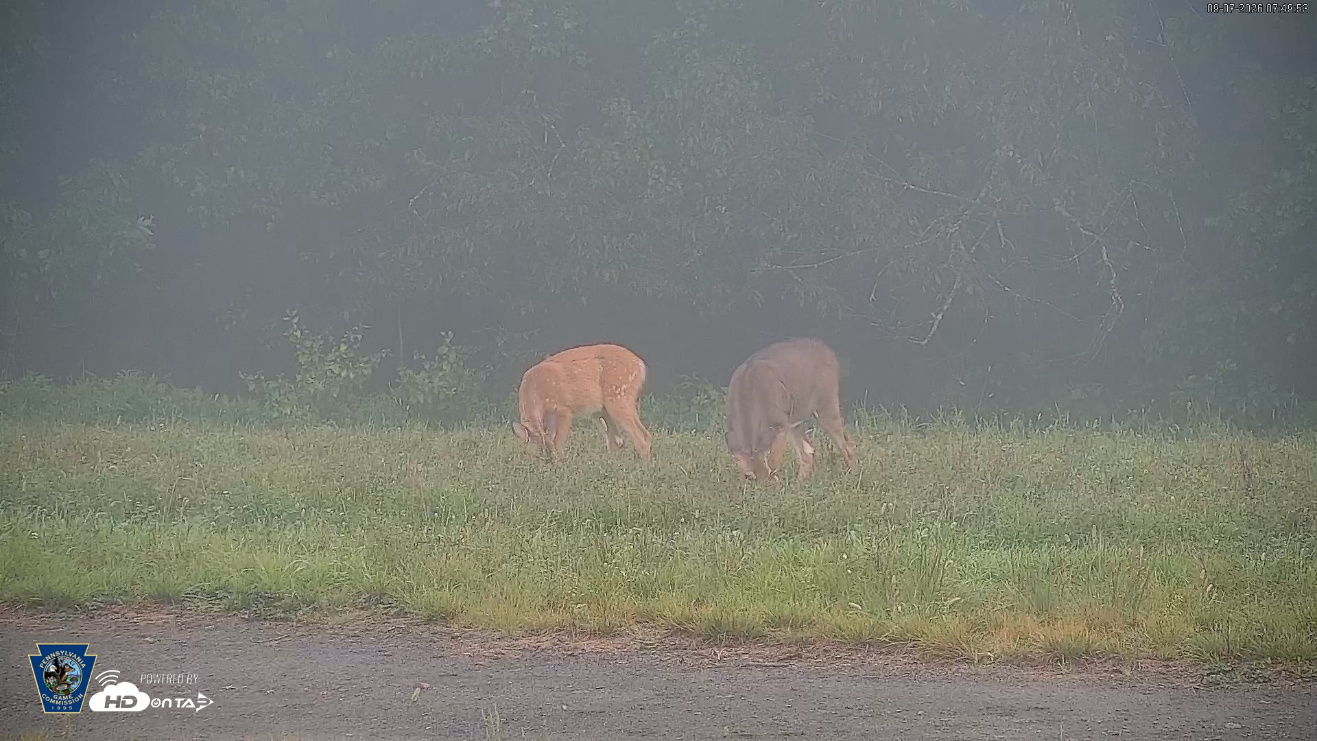 Snapshot of Pennsylvania Elk Live Webcam taken Sep 7, 2026, 7:50am EDT