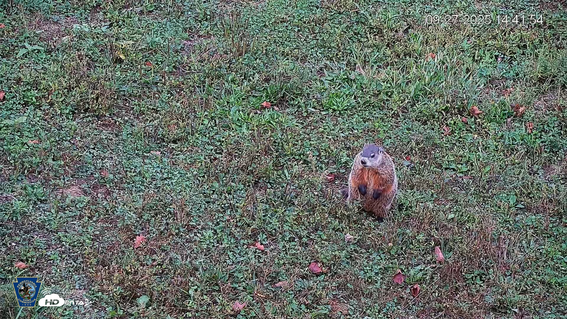 Snapshot of Pennsylvania Elk Live Webcam taken Sep 27, 2025, 2:42pm EDT
