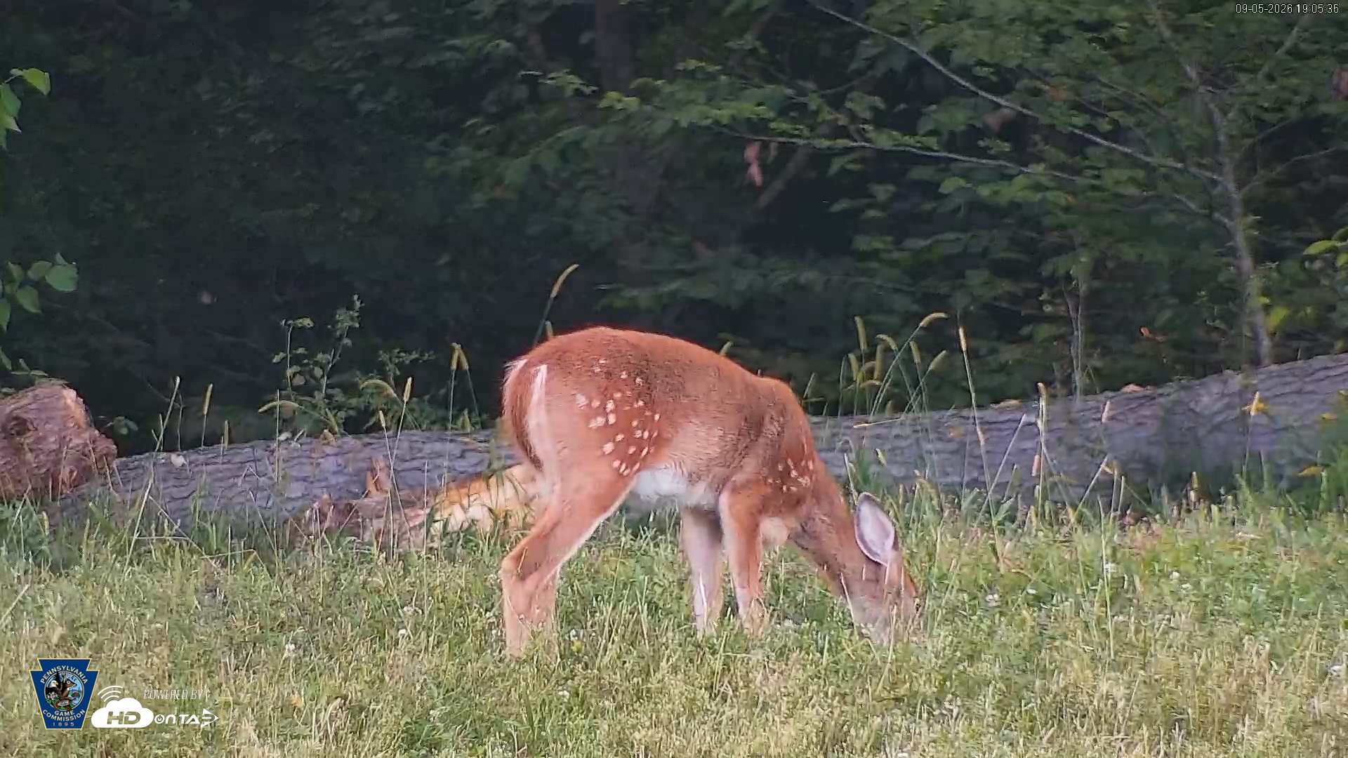Snapshot of Pennsylvania Elk Live Webcam taken Sep 5, 2026, 7:06pm EDT