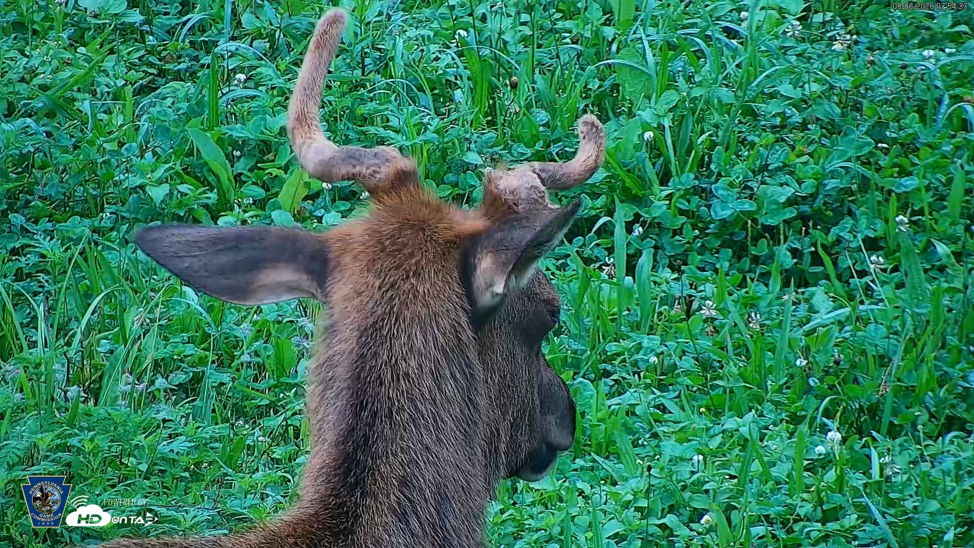 Snapshot of Pennsylvania Elk Live Webcam taken Aug 6, 2026, 7:55am EDT