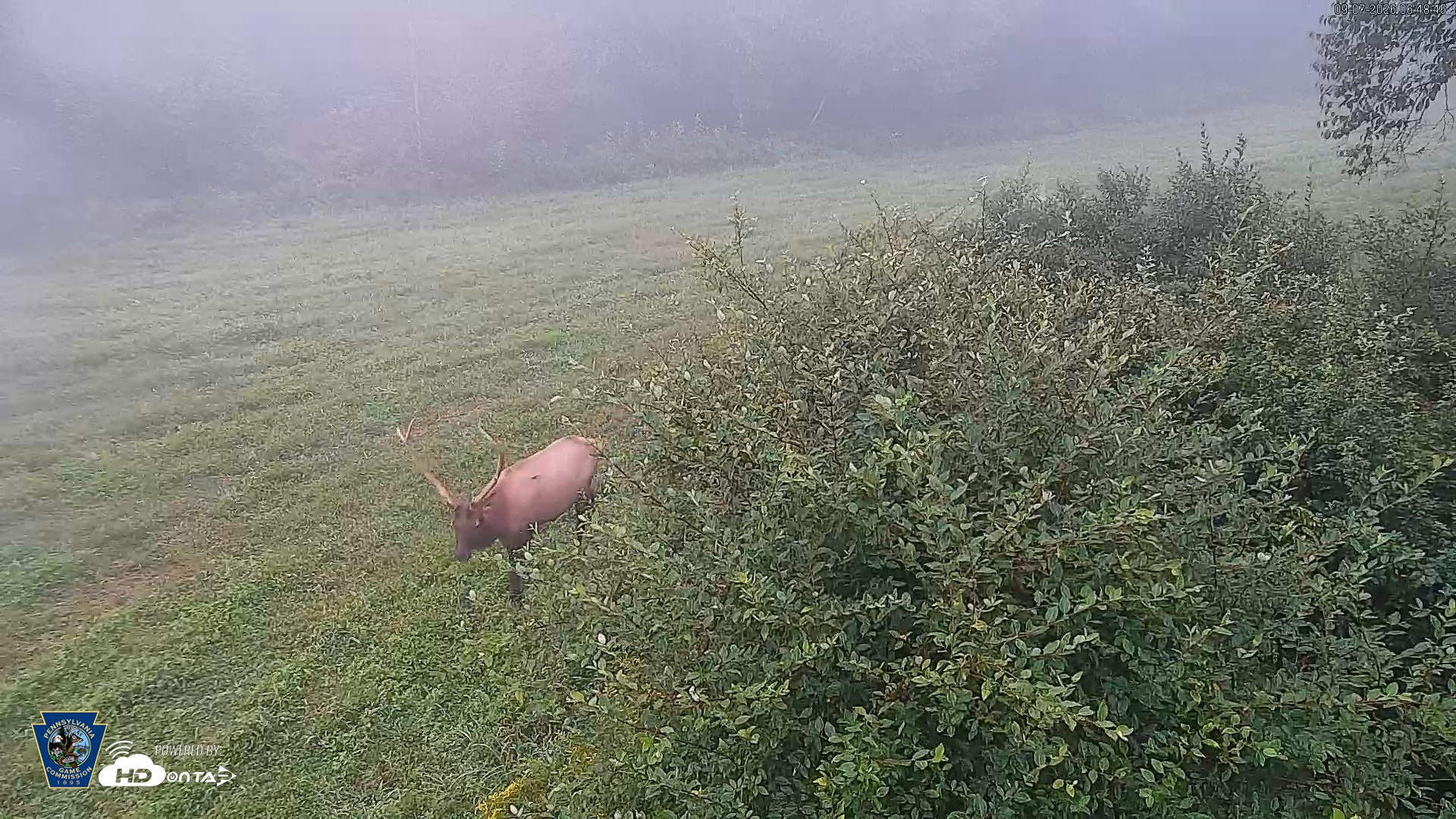 Snapshot of Pennsylvania Elk Live Webcam taken Sep 7, 2026, 6:49am EDT