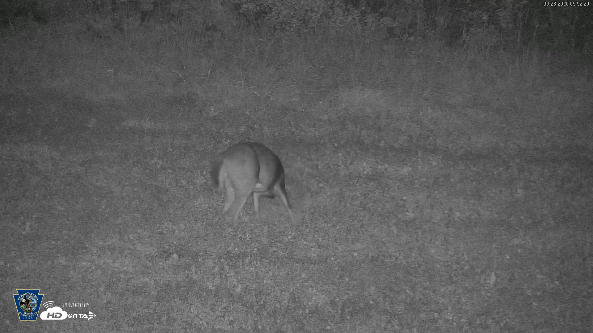 Snapshot of Pennsylvania Elk Live Webcam taken Sep 28, 2026, 5:53am EDT