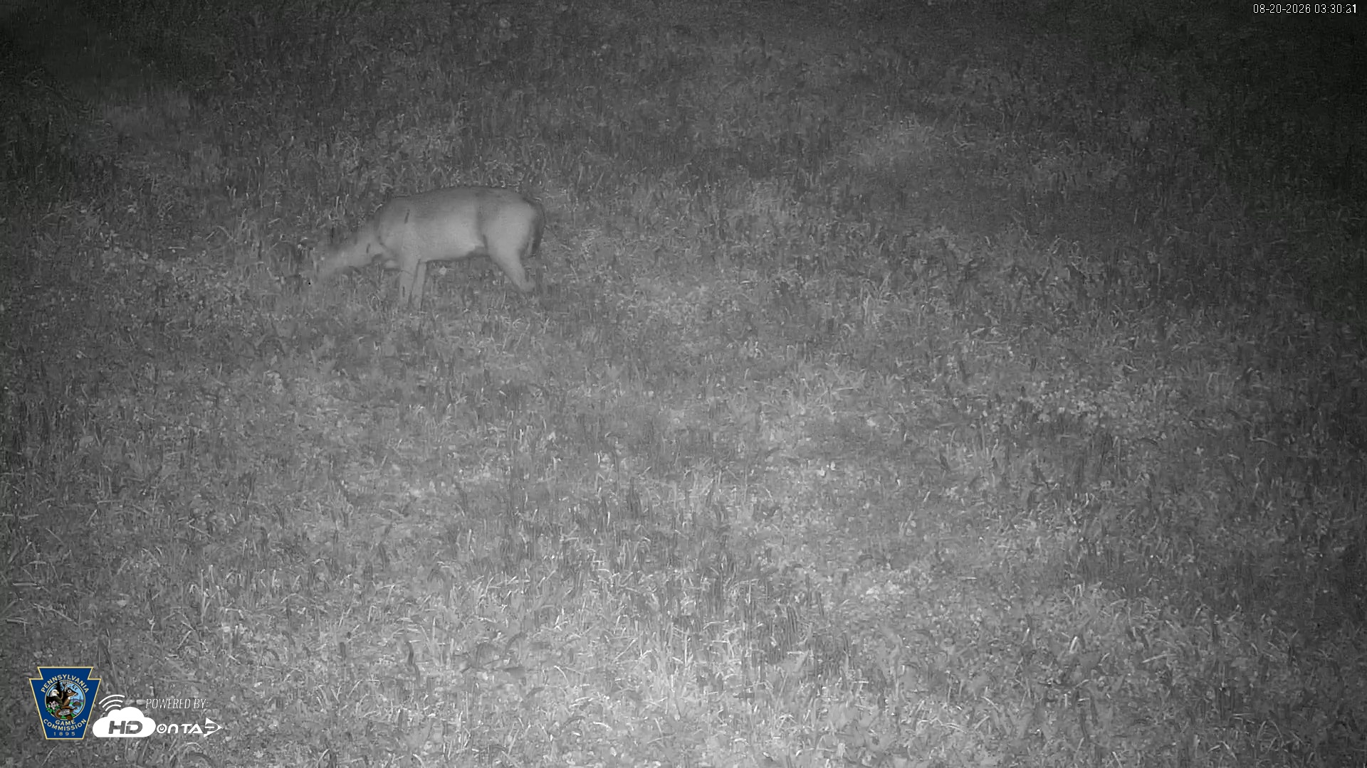 Snapshot of Pennsylvania Elk Live Webcam taken Aug 20, 2026, 3:31am EDT