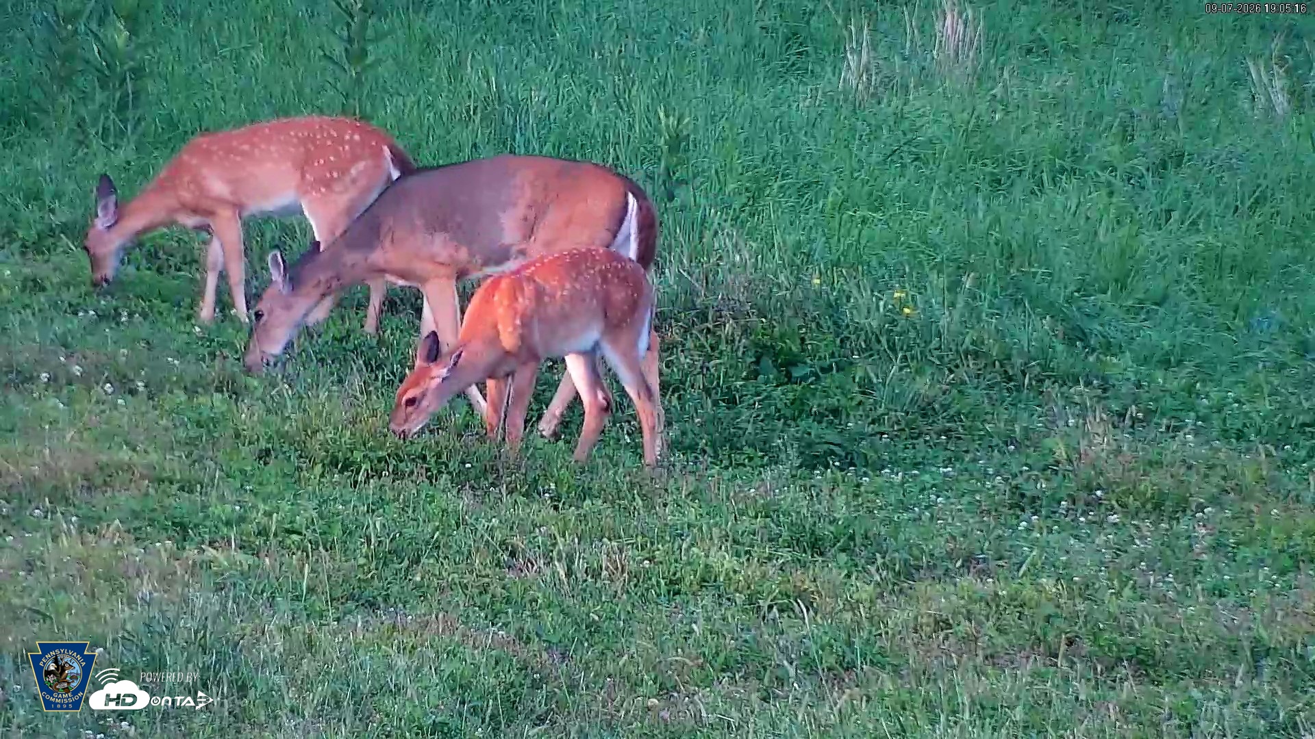 Snapshot of Pennsylvania Elk Live Webcam taken Sep 7, 2026, 7:06pm EDT