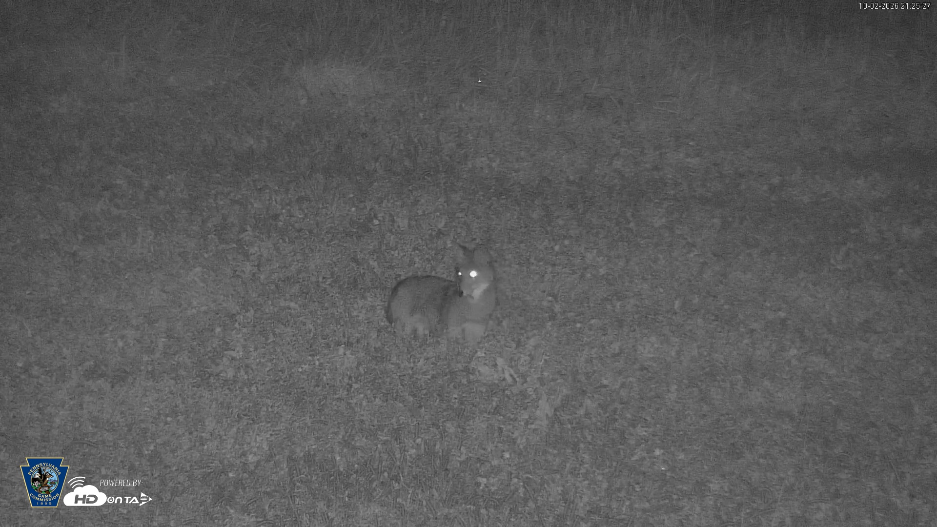 Snapshot of Pennsylvania Elk Live Webcam taken Oct 2, 2026, 9:26pm EDT