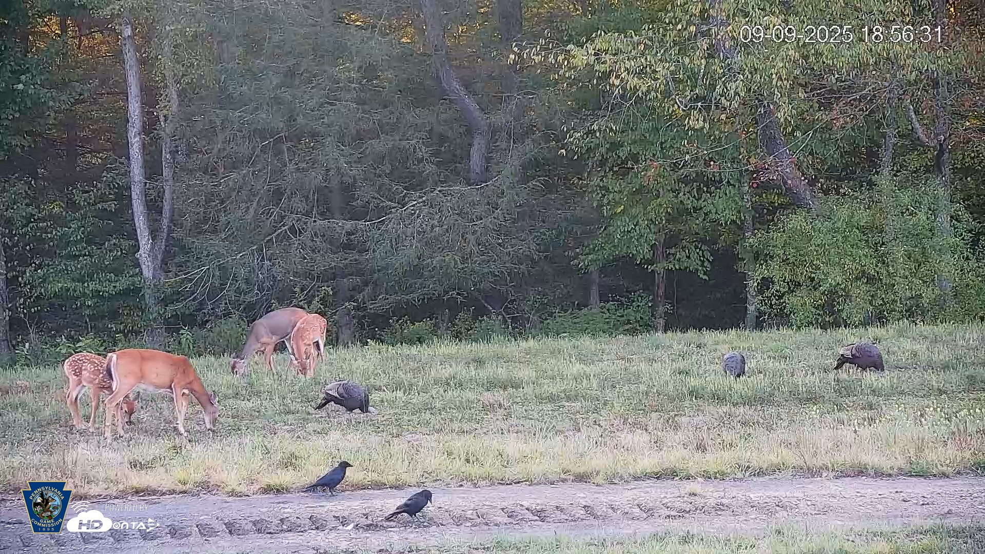 Snapshot of Pennsylvania Elk Live Webcam taken Sep 9, 2025, 6:57pm EDT