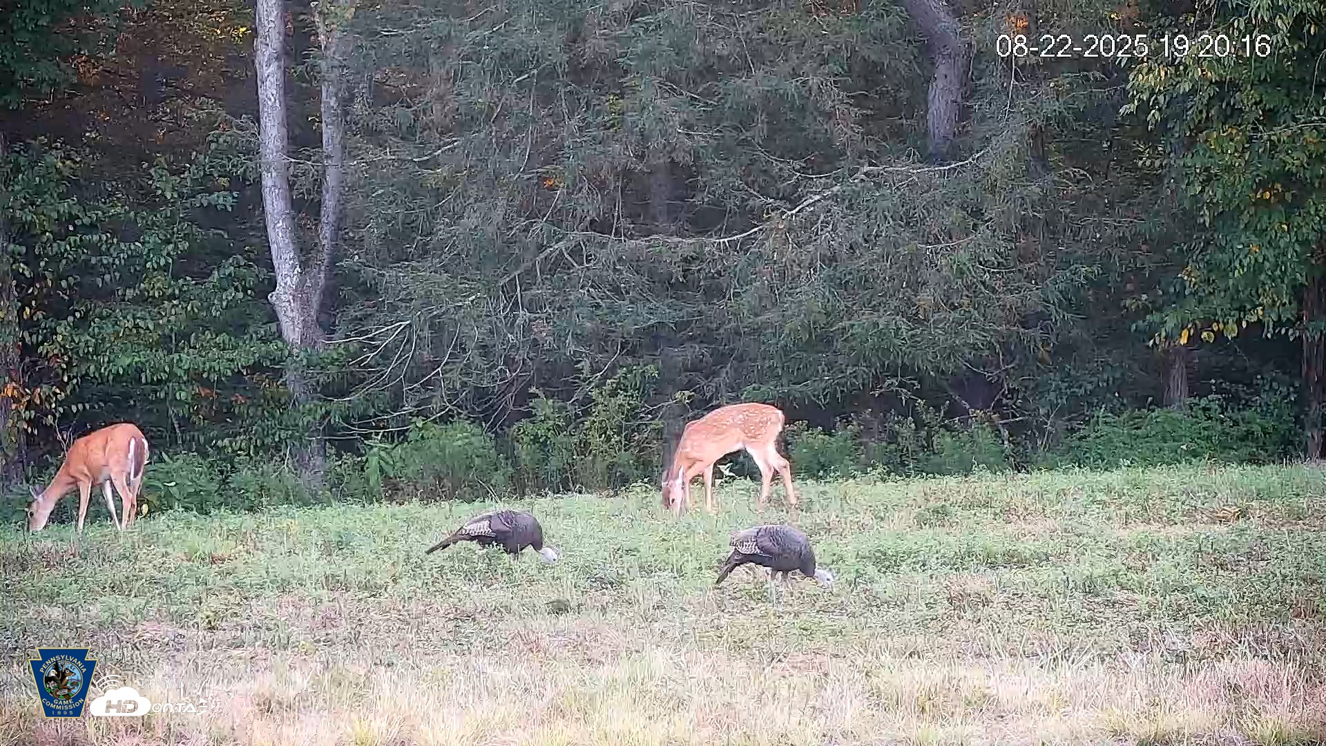 Snapshot of Pennsylvania Elk Live Webcam taken Aug 22, 2025, 7:21pm EDT