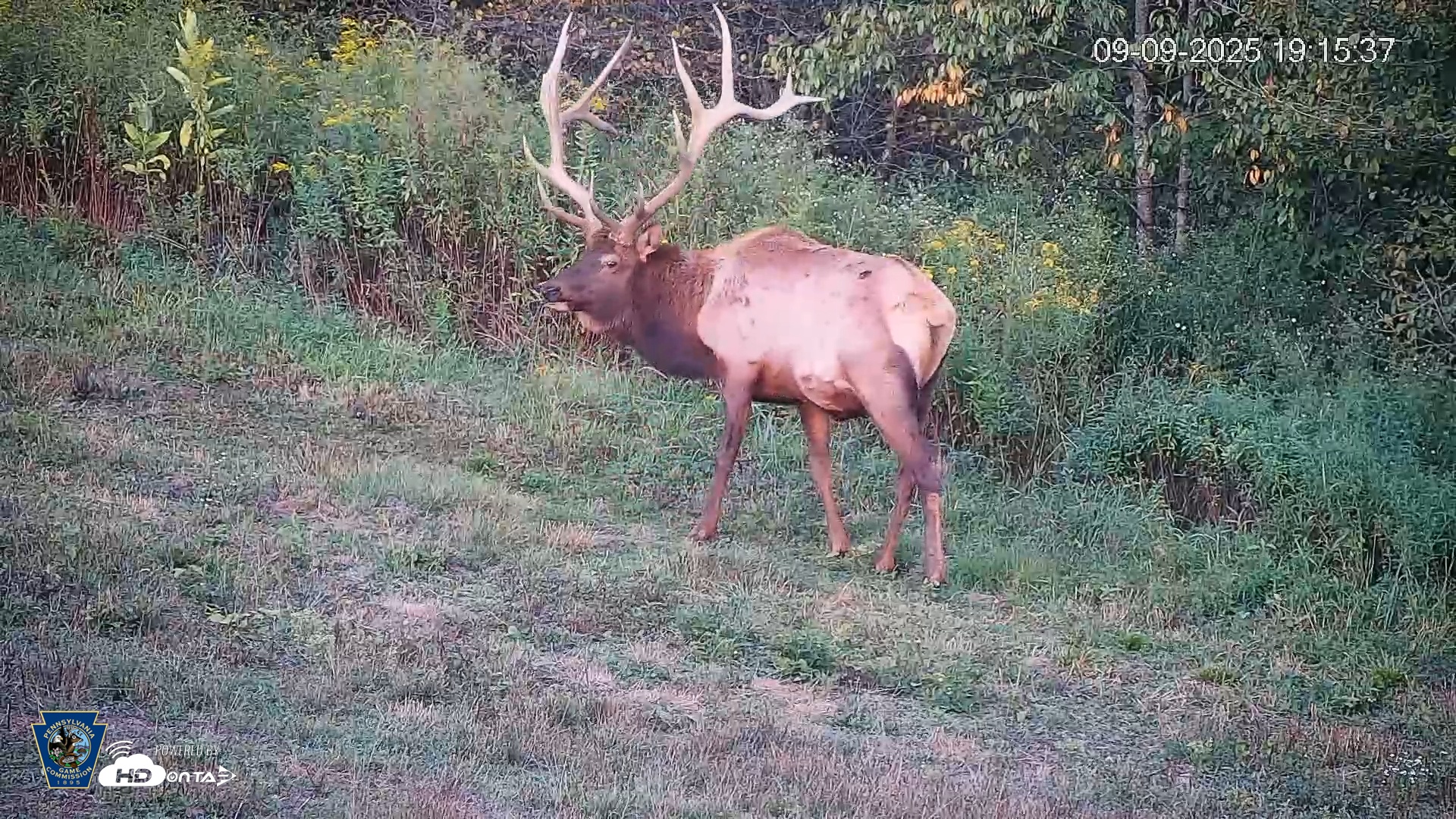 Snapshot of Pennsylvania Elk Live Webcam taken Sep 9, 2025, 7:16pm EDT