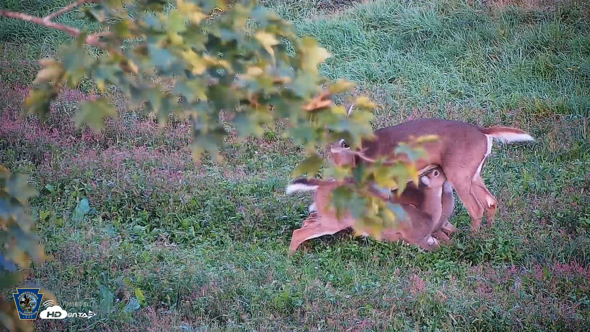 Snapshot of Pennsylvania Elk Live Webcam taken Sep 27, 2026, 7:11am EDT