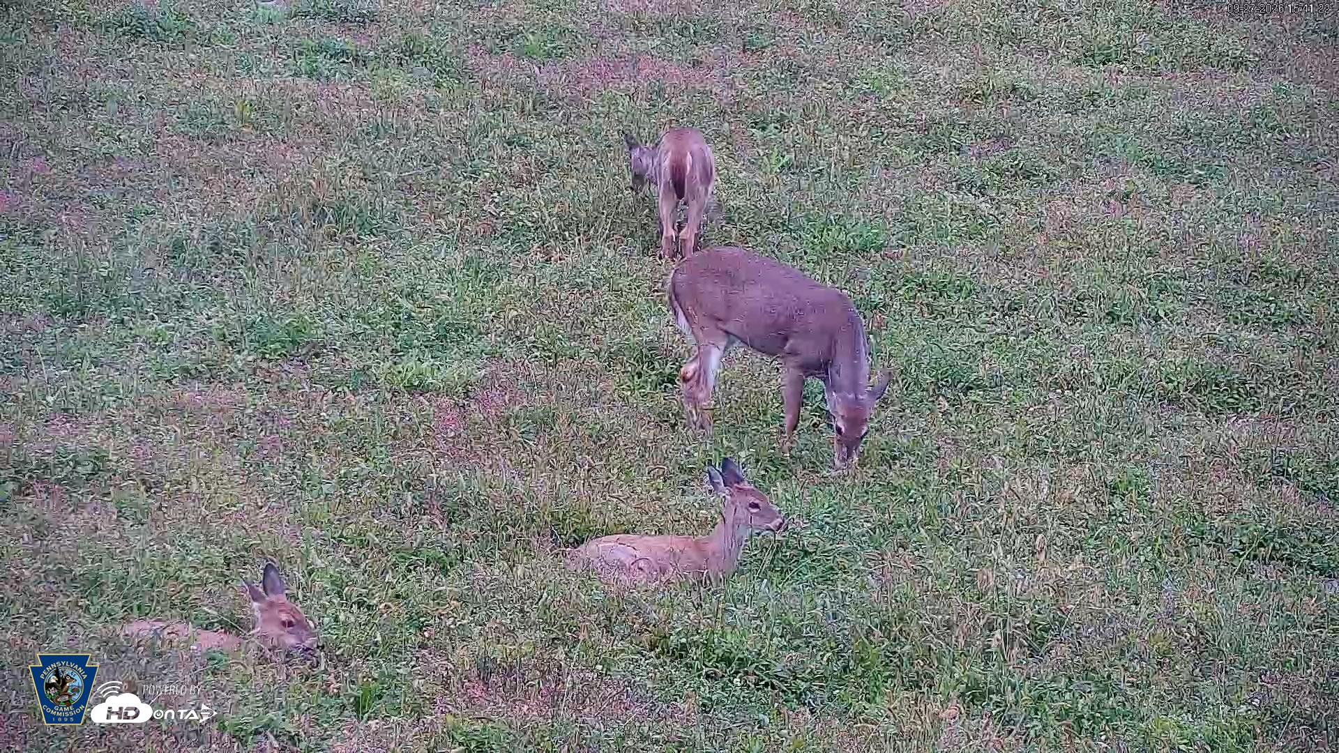Snapshot of Pennsylvania Elk Live Webcam taken Sep 27, 2026, 3:42pm EDT