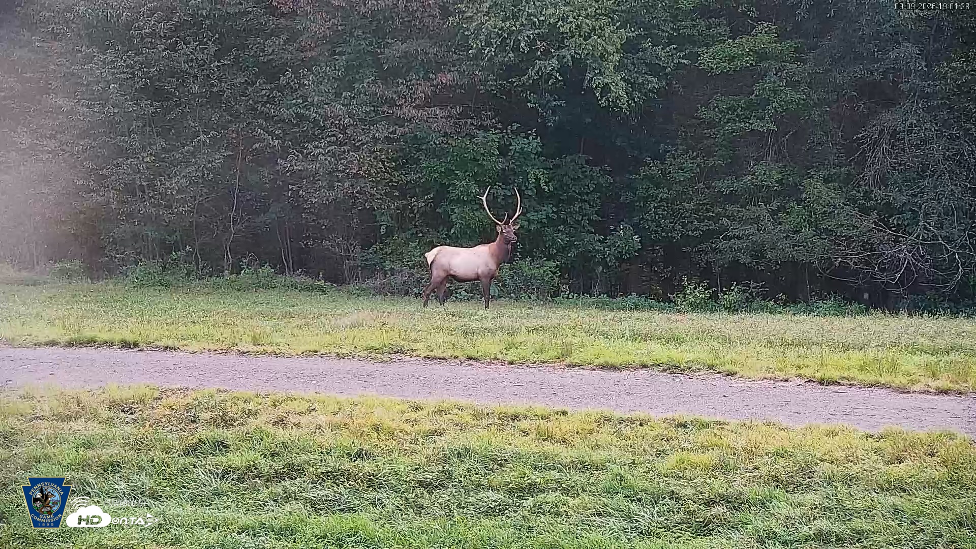 Snapshot of Pennsylvania Elk Live Webcam taken Sep 9, 2026, 7:02pm EDT