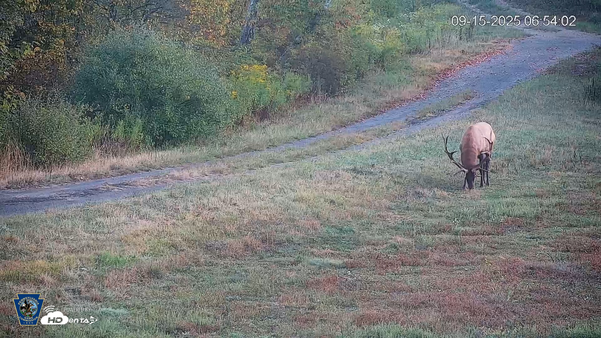 Snapshot of Pennsylvania Elk Live Webcam taken Sep 15, 2025, 6:54am EDT