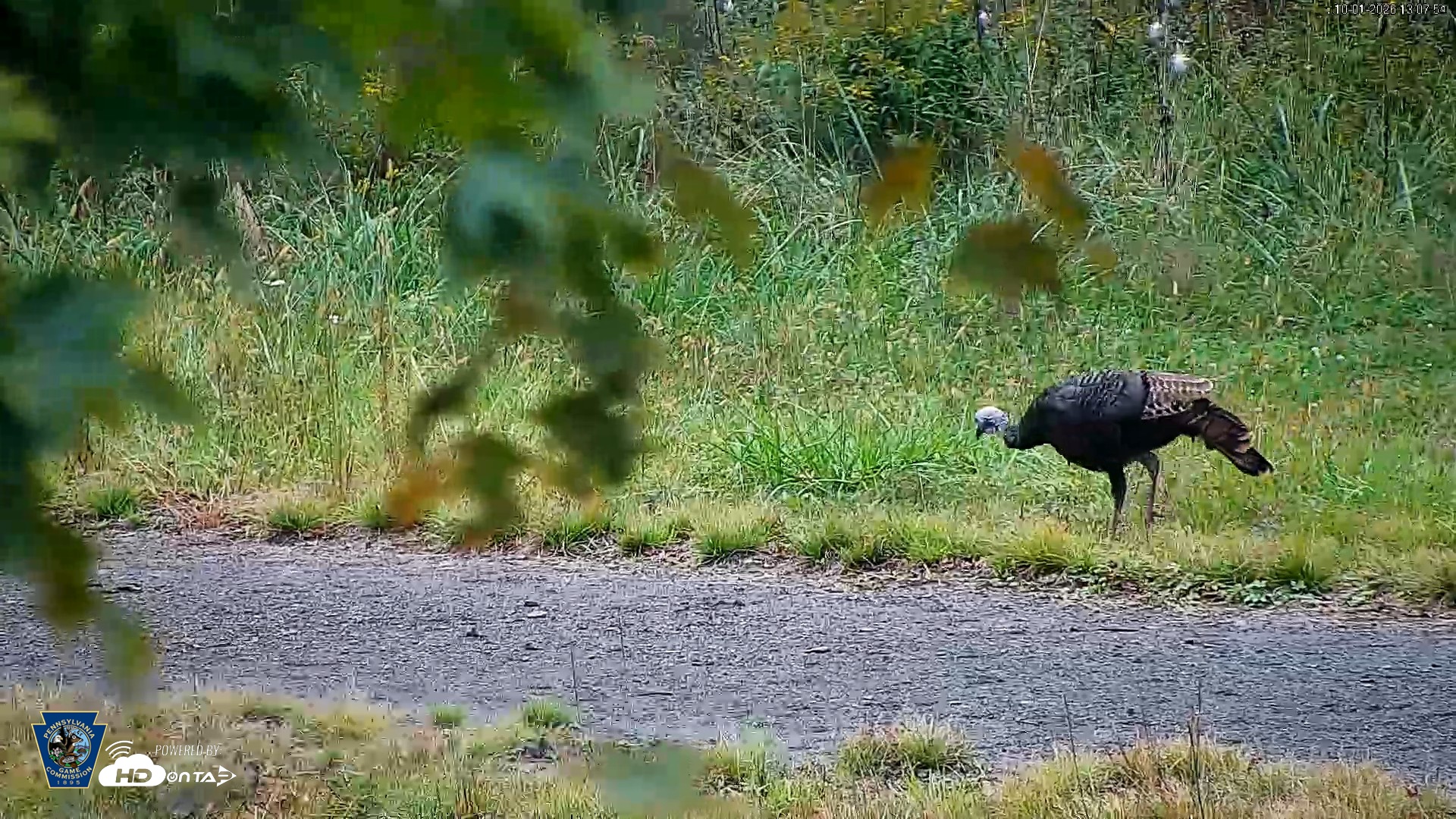 Snapshot of Pennsylvania Elk Live Webcam taken Oct 1, 2026, 1:08pm EDT