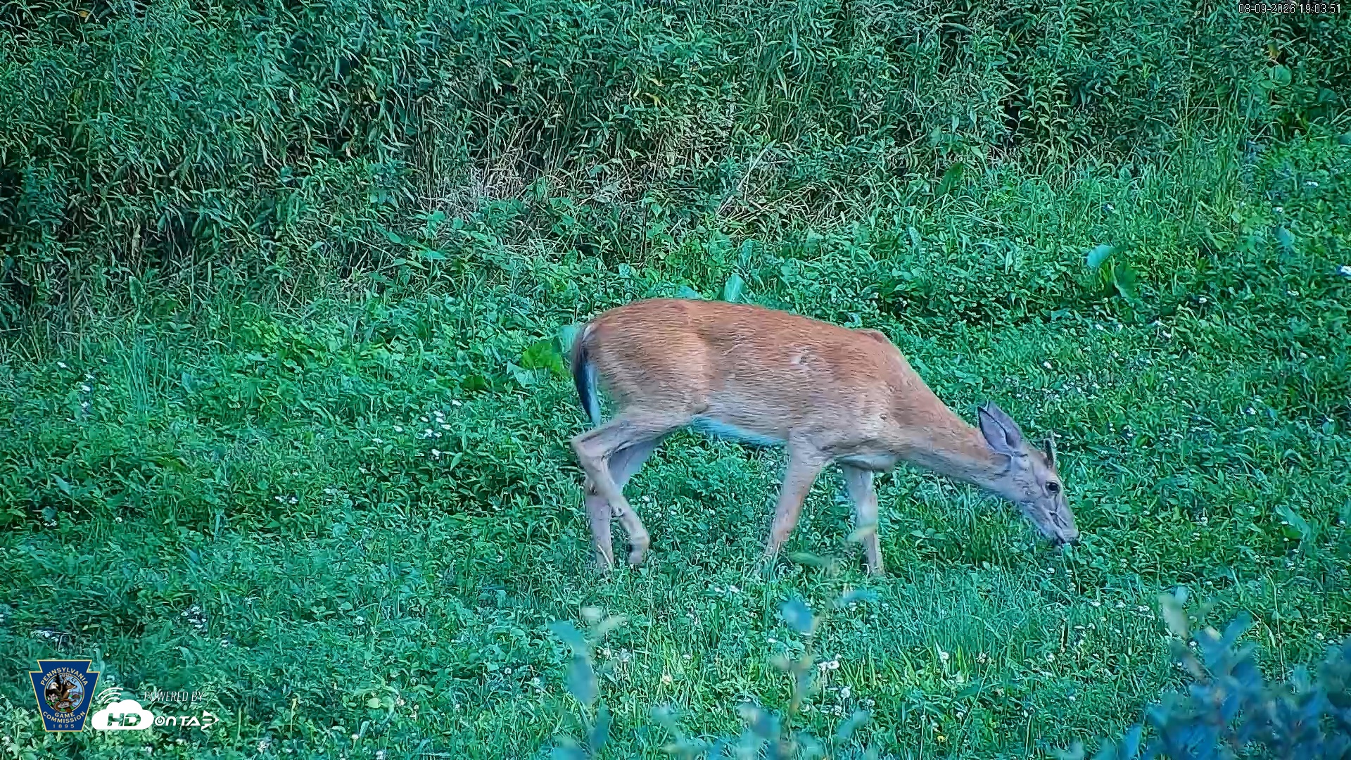Snapshot of Pennsylvania Elk Live Webcam taken Aug 9, 2026, 7:04pm EDT
