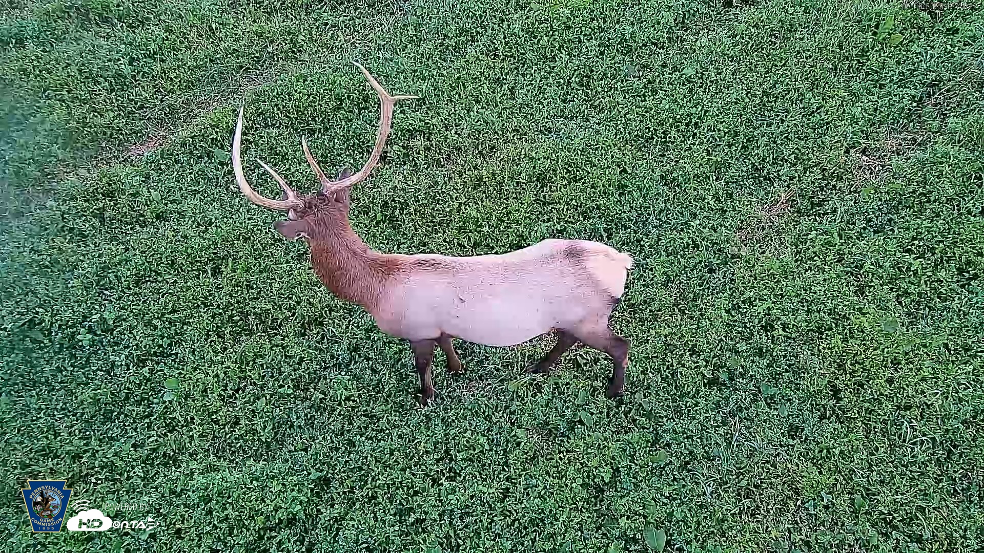 Snapshot of Pennsylvania Elk Live Webcam taken Sep 6, 2026, 7:42pm EDT