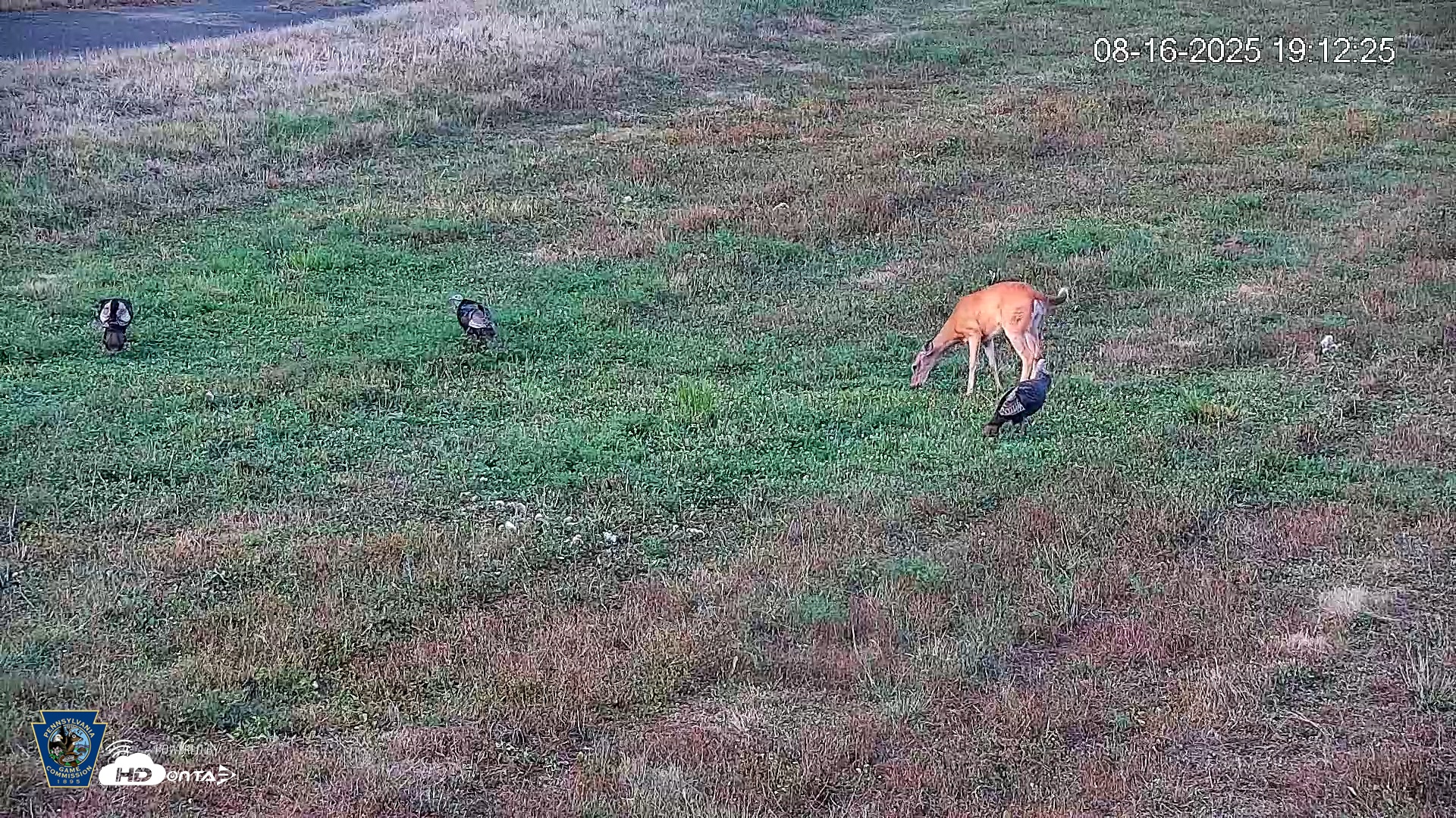 Snapshot of Pennsylvania Elk Live Webcam taken Aug 16, 2025, 7:13pm EDT