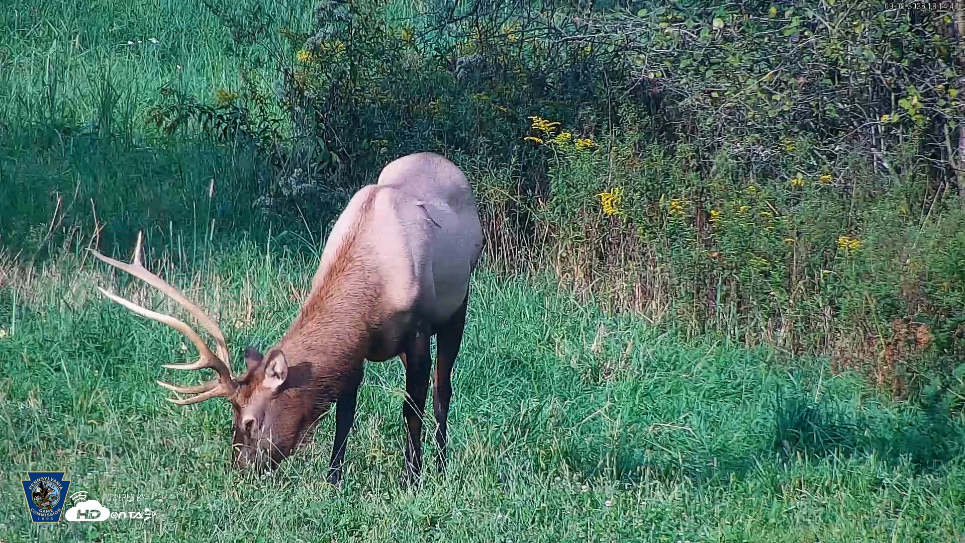 Snapshot of Pennsylvania Elk Live Webcam taken Sep 8, 2026, 6:15pm EDT