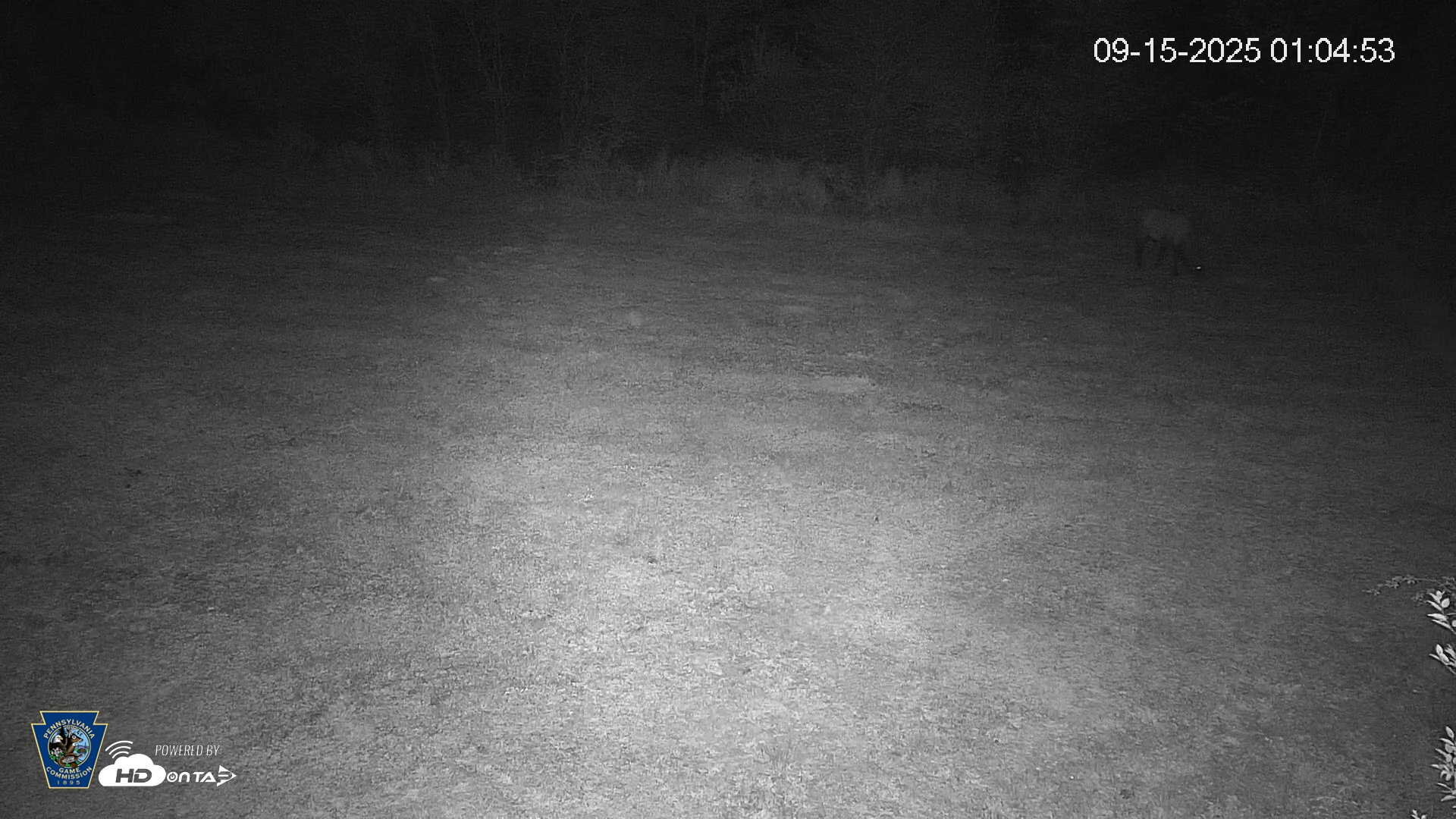 Snapshot of Pennsylvania Elk Live Webcam taken Sep 15, 2025, 1:05am EDT