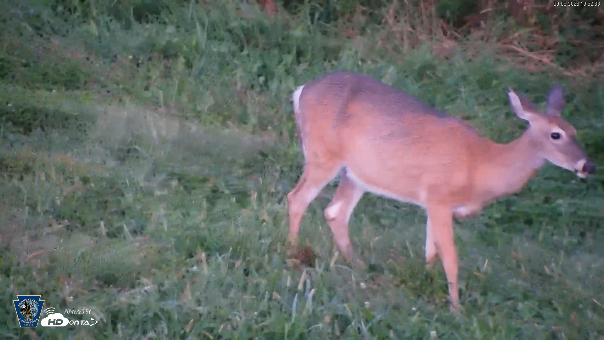 Snapshot of Pennsylvania Elk Live Webcam taken Sep 5, 2026, 7:53pm EDT