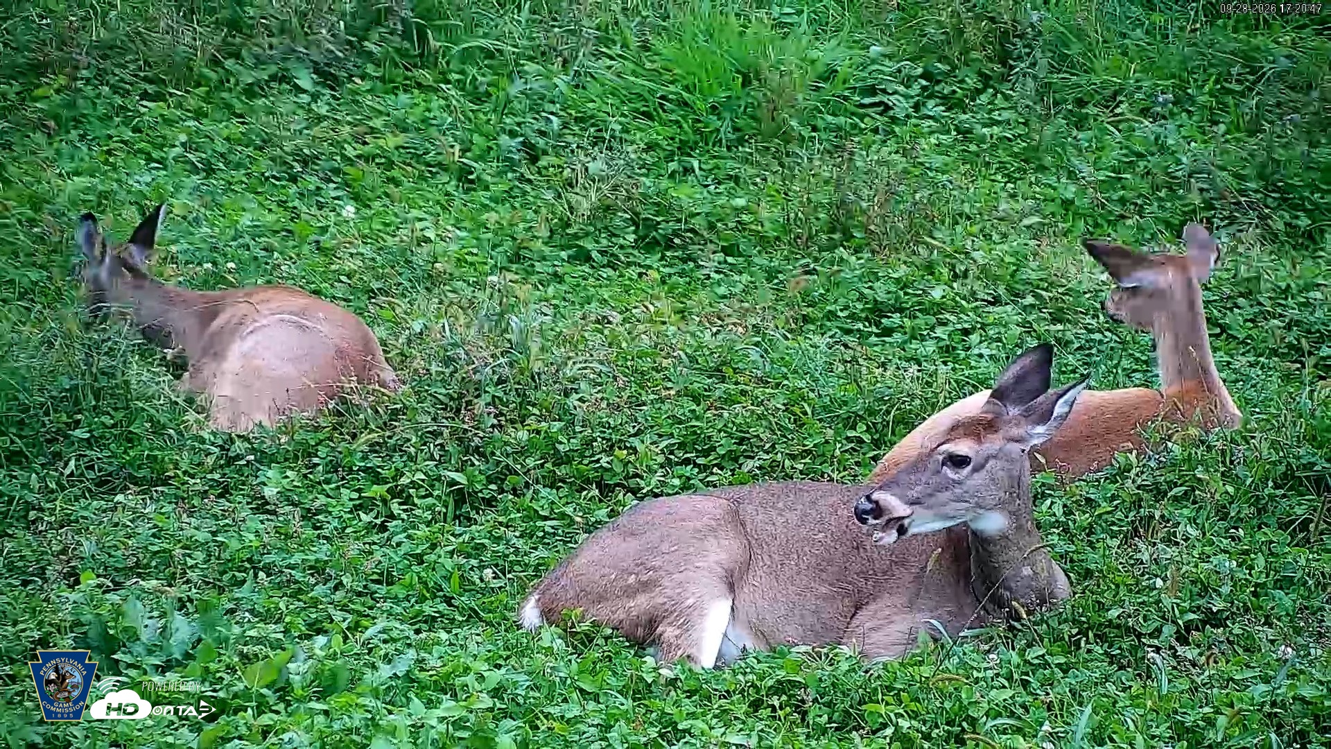 Snapshot of Pennsylvania Elk Live Webcam taken Sep 28, 2026, 5:22pm EDT