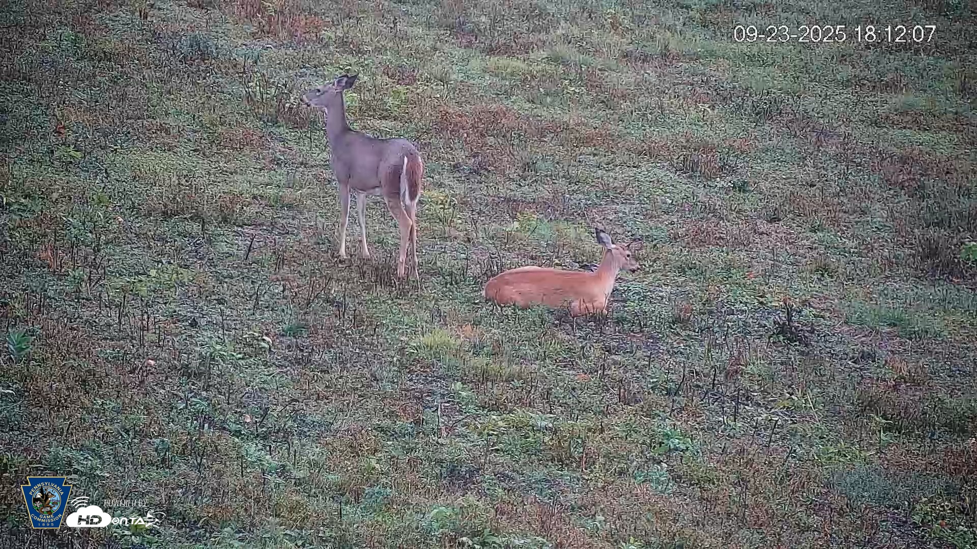Snapshot of Pennsylvania Elk Live Webcam taken Sep 23, 2025, 6:12pm EDT