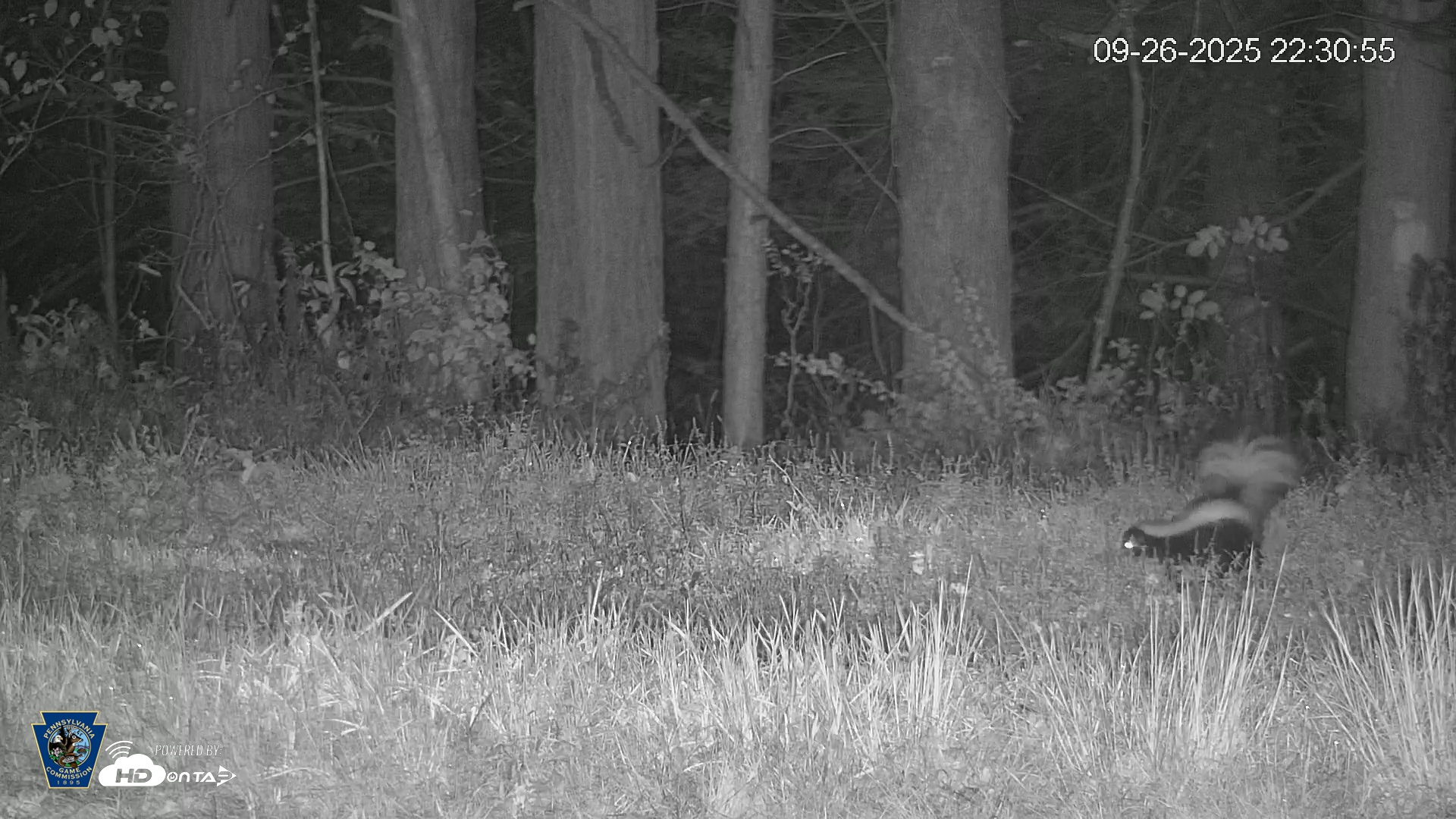 Snapshot of Pennsylvania Elk Live Webcam taken Sep 26, 2025, 10:31pm EDT