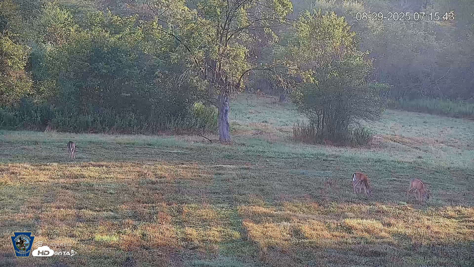 Snapshot of Pennsylvania Elk Live Webcam taken Aug 29, 2025, 7:16am EDT