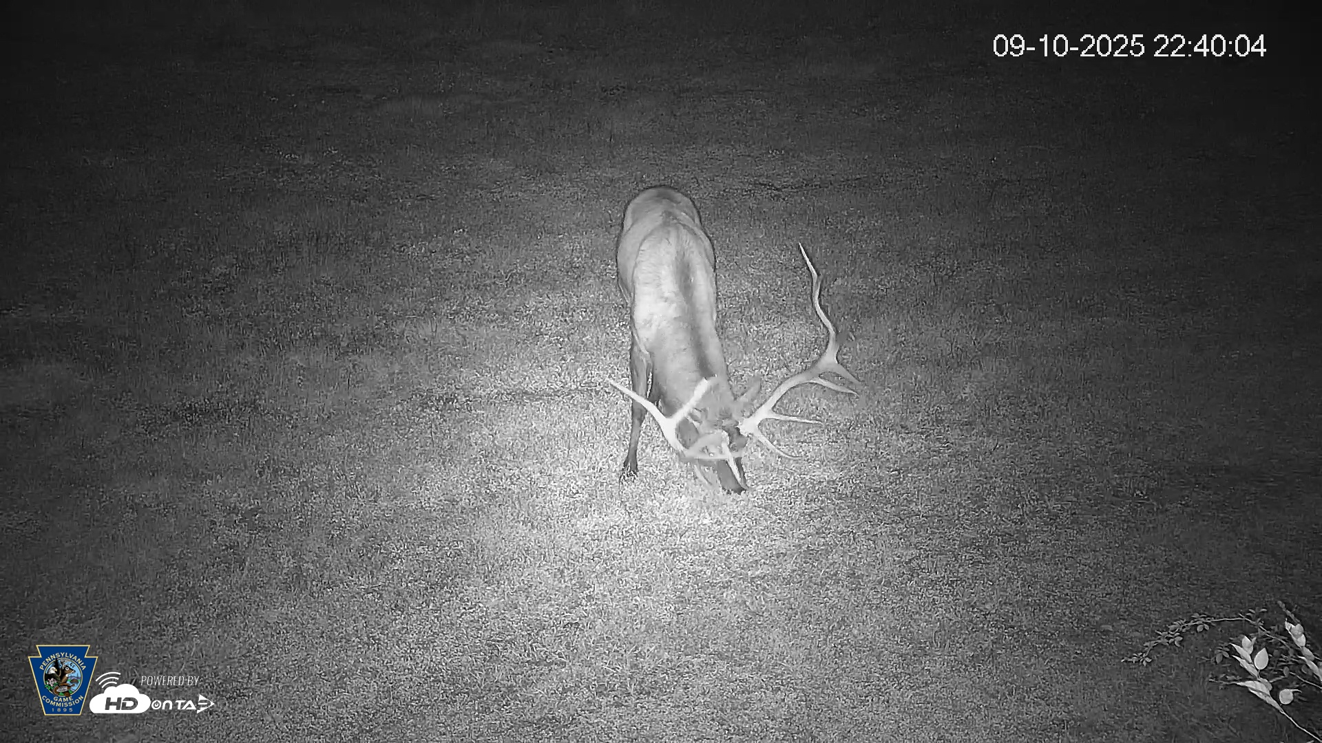 Snapshot of Pennsylvania Elk Live Webcam taken Sep 10, 2025, 10:40pm EDT