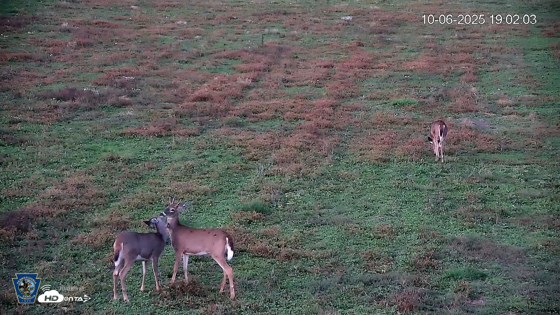 Snapshot of Pennsylvania Elk Live Webcam taken Oct 6, 2025, 7:03pm EDT
