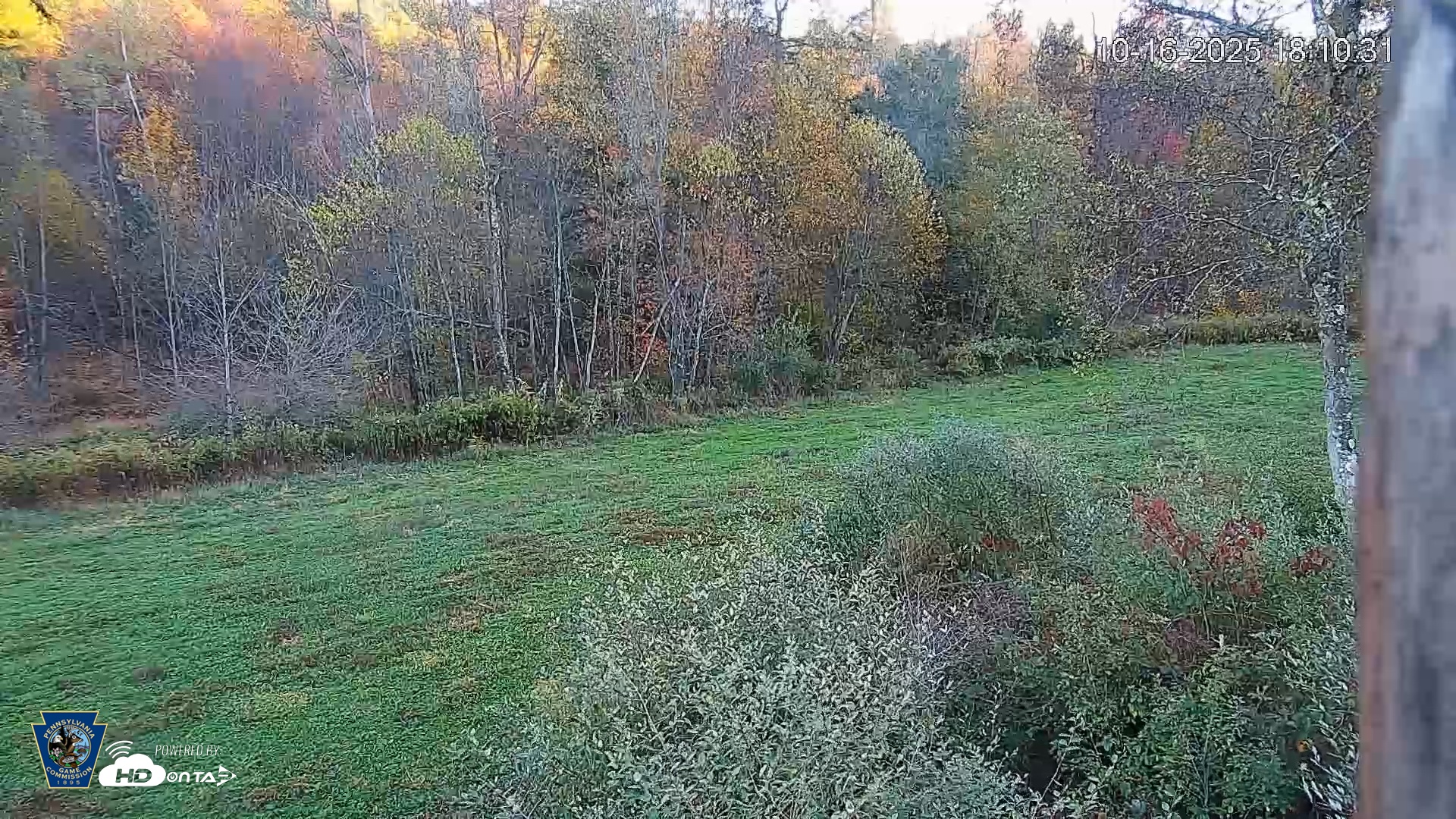 Snapshot of Pennsylvania Elk Live Webcam taken Oct 16, 2025, 6:13pm EDT