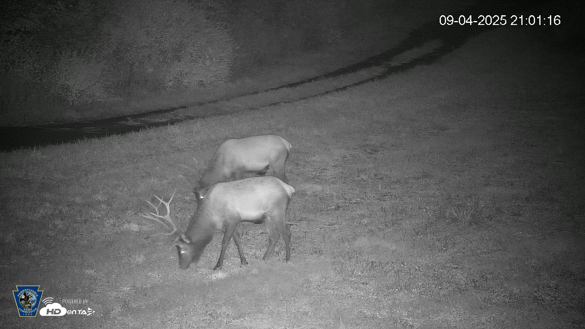 Snapshot of Pennsylvania Elk Live Webcam taken Sep 4, 2025, 9:02pm EDT