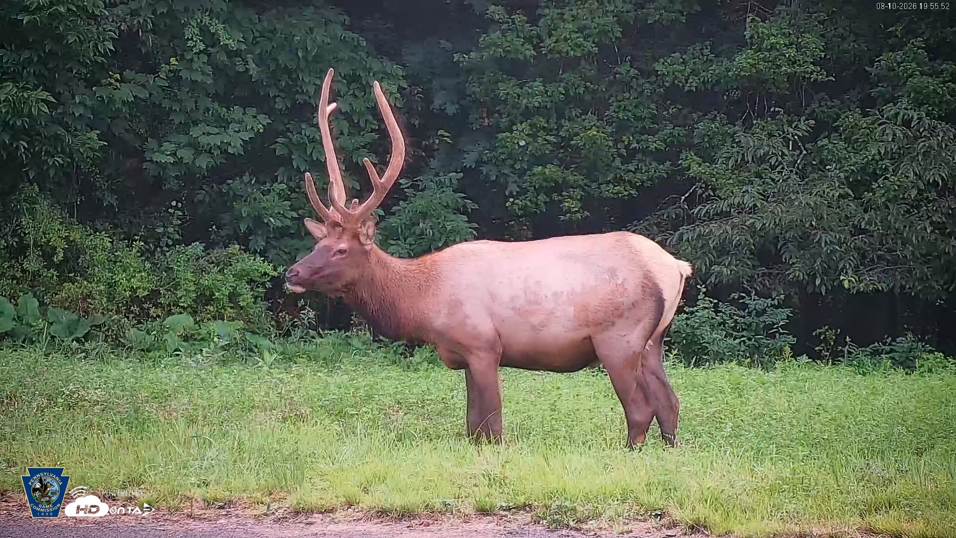 Snapshot of Pennsylvania Elk Live Webcam taken Aug 10, 2026, 7:57pm EDT