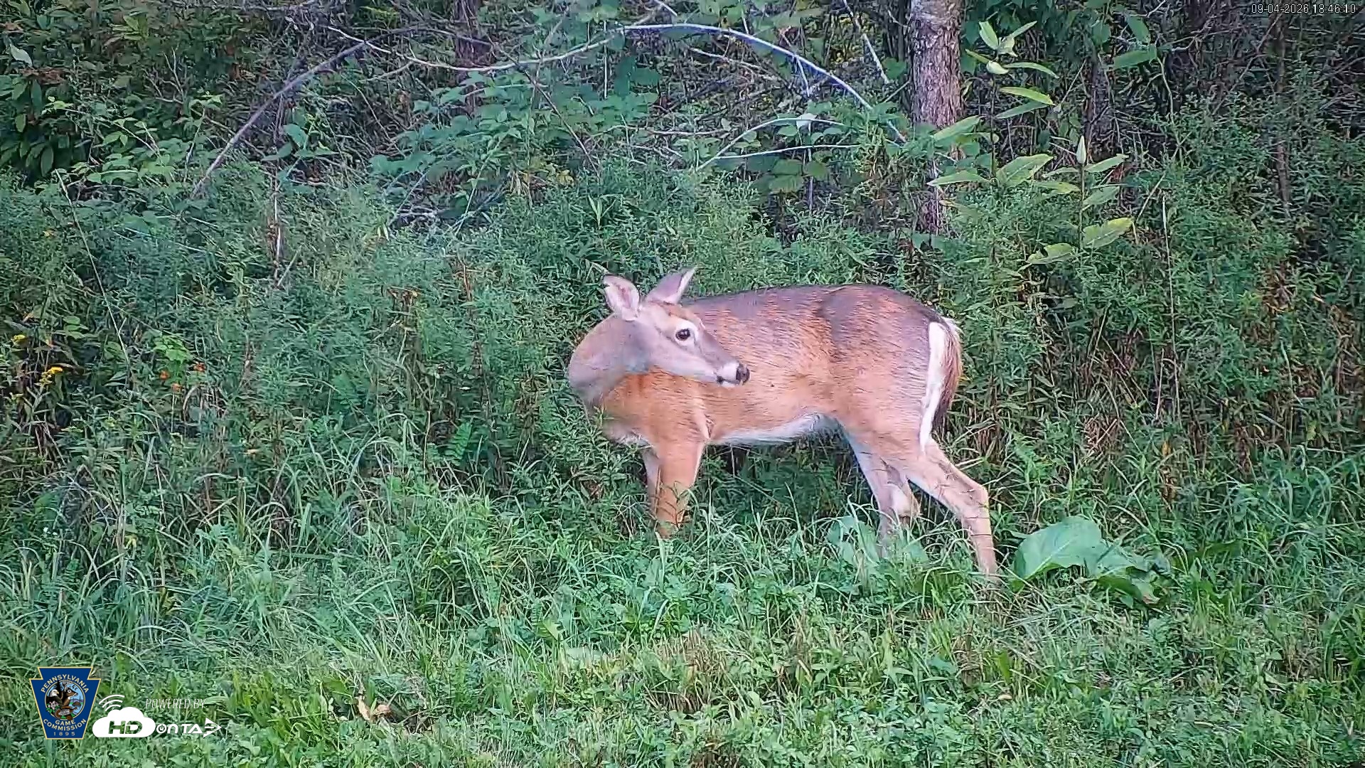 Snapshot of Pennsylvania Elk Live Webcam taken Sep 4, 2026, 6:46pm EDT