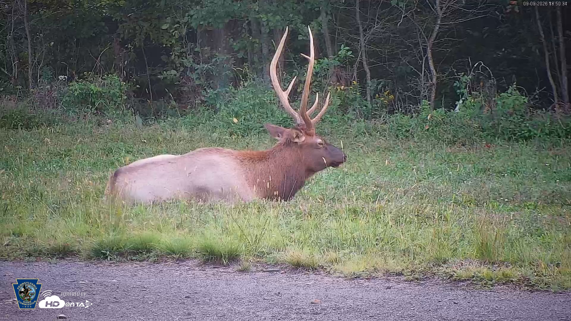 Snapshot of Pennsylvania Elk Live Webcam taken Sep 9, 2026, 6:51pm EDT