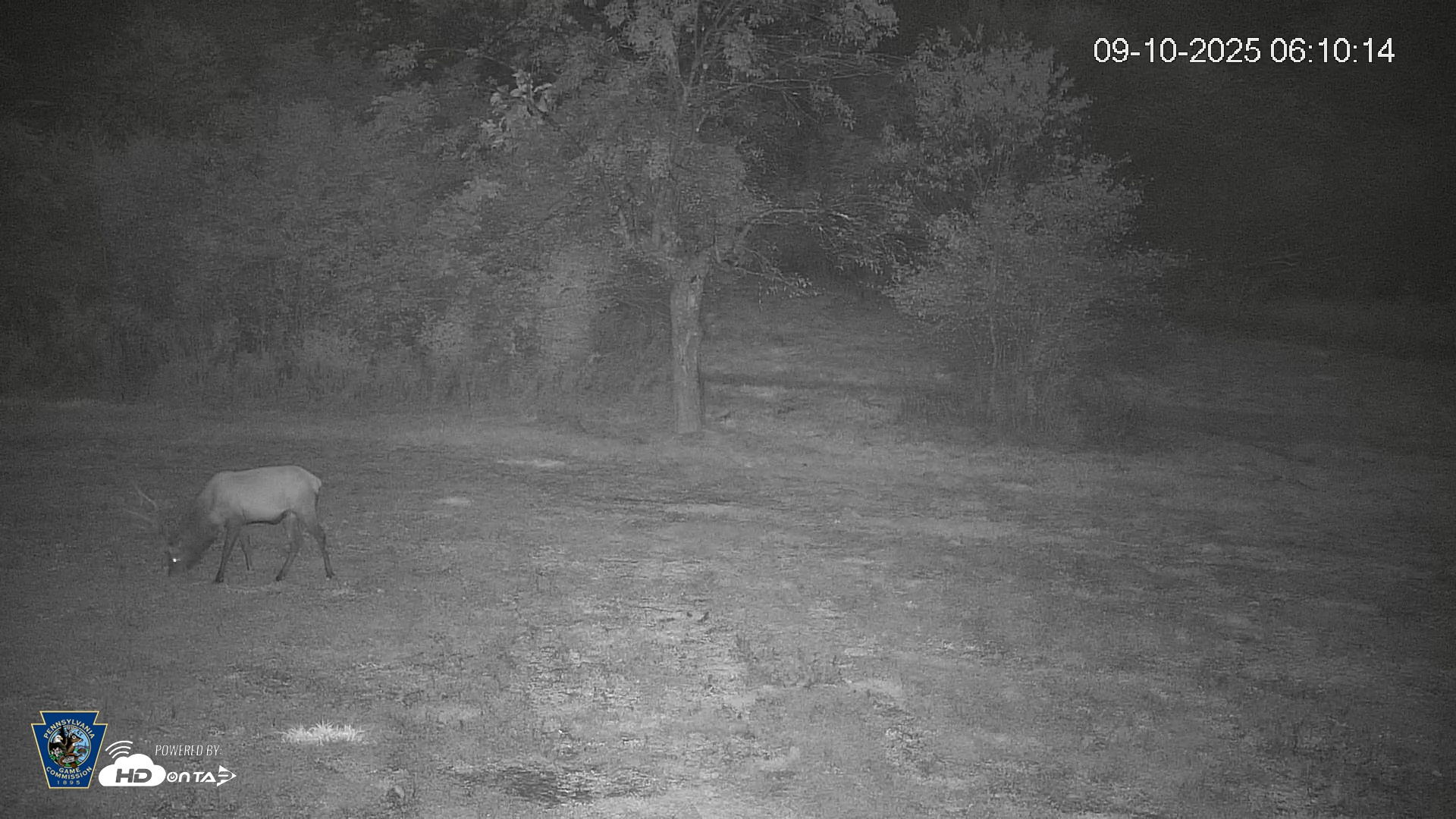 Snapshot of Pennsylvania Elk Live Webcam taken Sep 10, 2025, 6:10am EDT