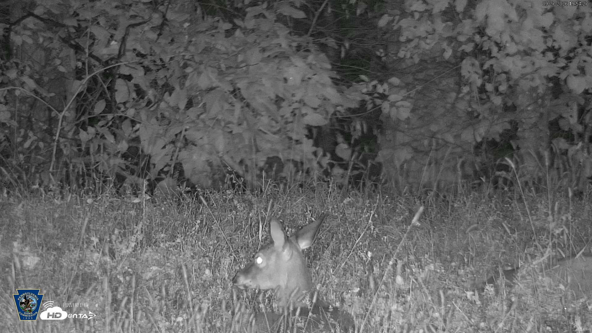 Snapshot of Pennsylvania Elk Live Webcam taken Sep 27, 2026, 7:55pm EDT